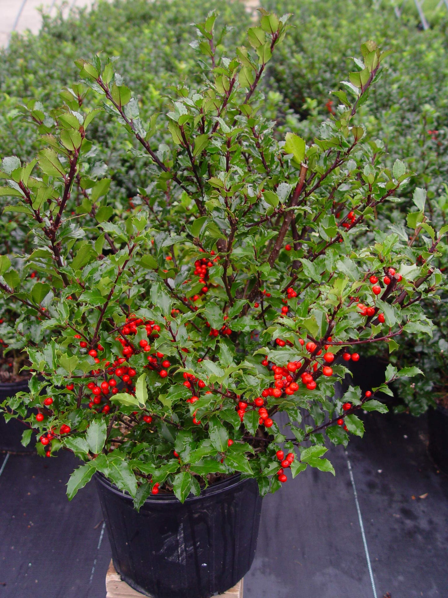 Live plant from Green Promise Farms Ilex X meserveae 'Berryific' (Holly) Evergreen, 2-Size Container, Male/Female Plant