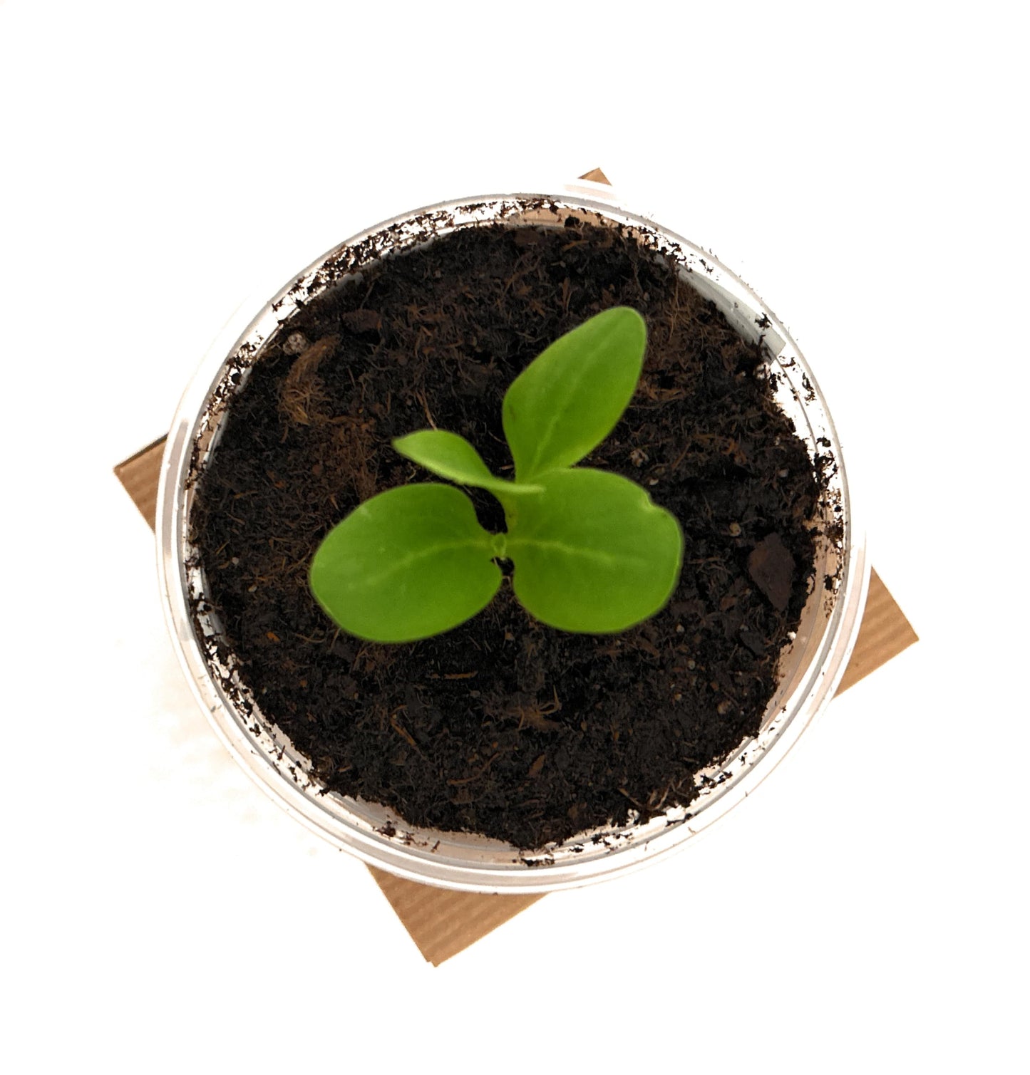 Seeds In A Cup: Tree Grow Kit | Easy to use | Educational | Memorial Gift | Plant It for The Planet | Grow Your Own Tree |Wide Selection to Choose from (Apricot)