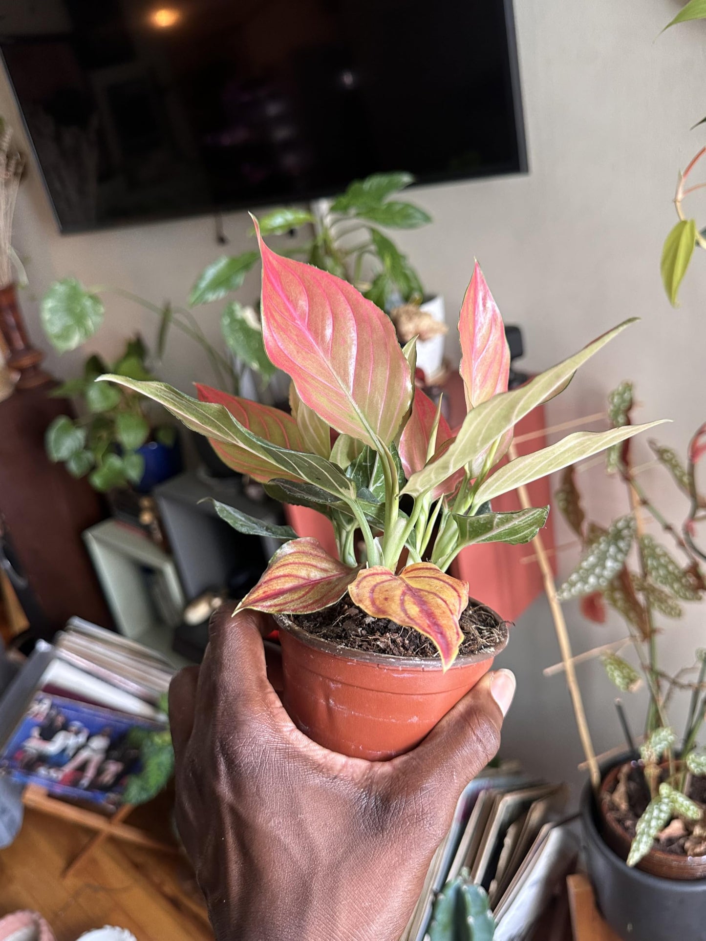Aglaonema Red Vein Rare - Chinese Evergreen, Live Indoor Tropical Plant, 4 Inch, Pink and Green Variegated Leaves, Low Maintenance Air Purifying Houseplant in Nursery Pot
