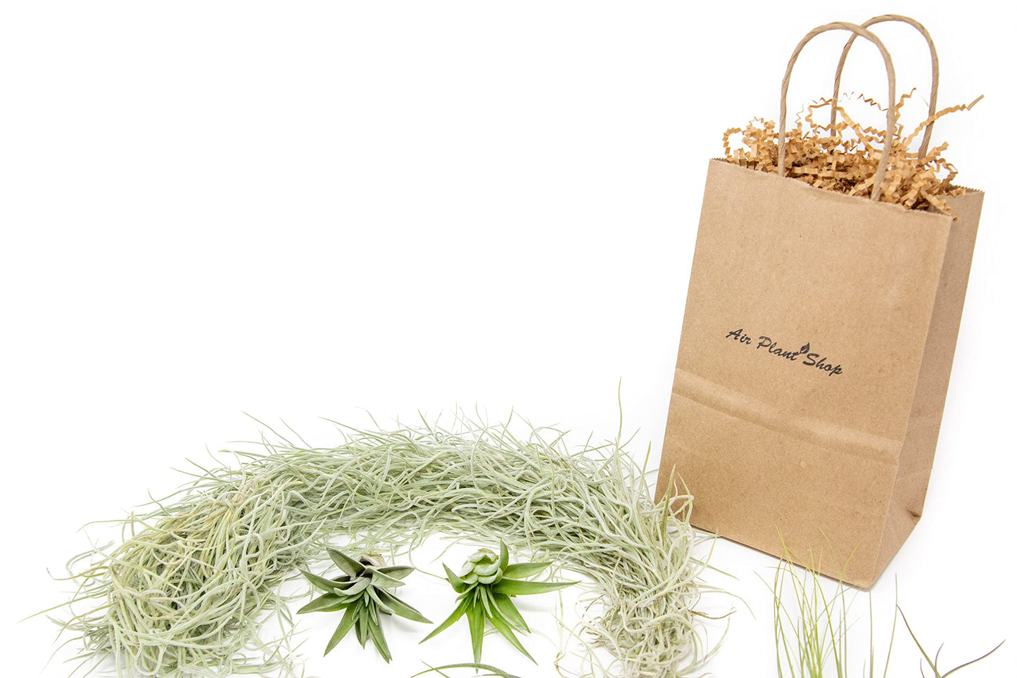 10 Pack Grab Bag Air Plants Gift Wrapped with Tillandsia Usneiodes Spanish Moss - Live Tillandsia - Easy Care House Plant - Succulents - 30 Day Guarantee