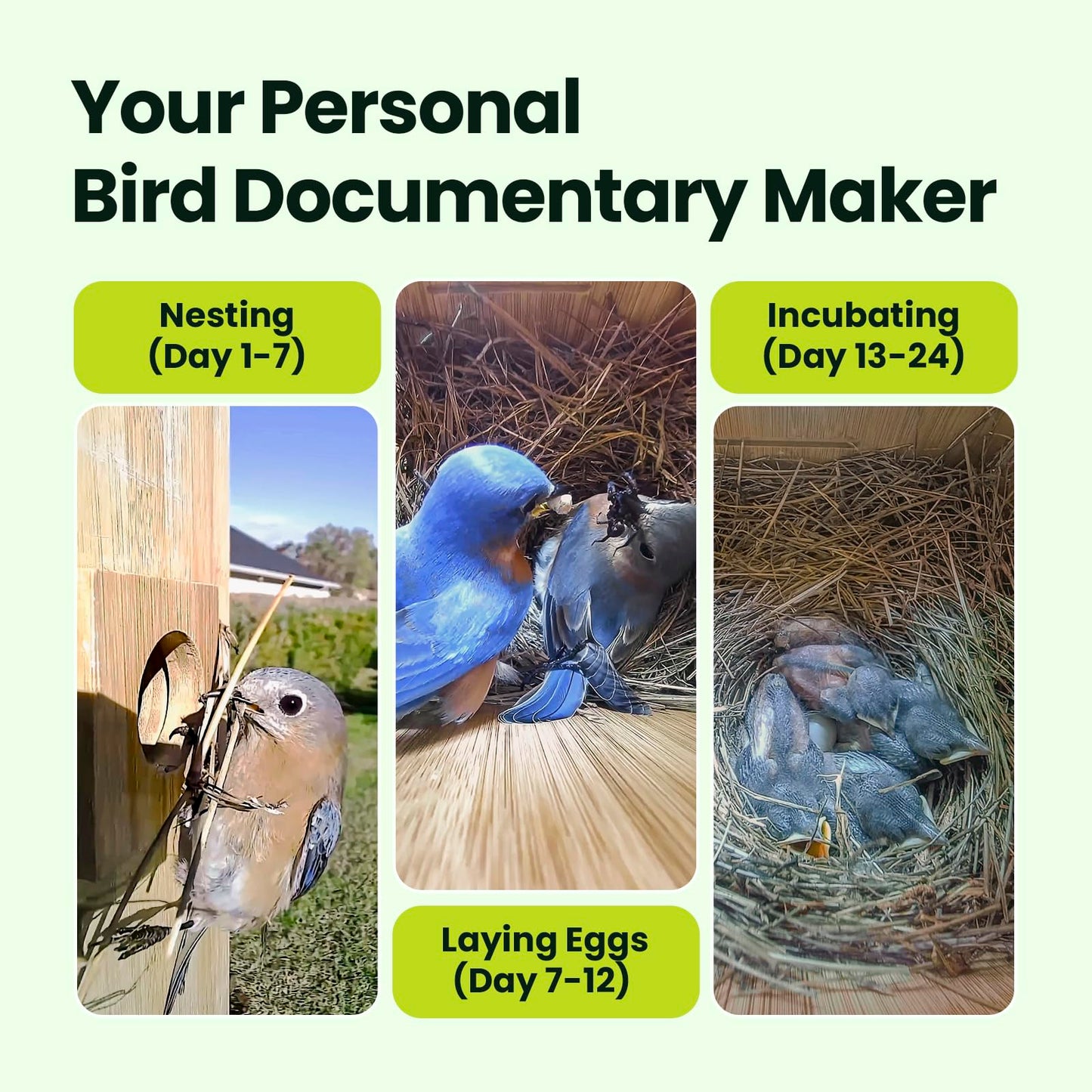 Birdfy Smart Bird House with Cameras 2025 New Version,1080P Dual-Cam, Remote Control,Solar Powered, AI Identify, Wireless Outdoor Watch Bluebird Cardinal Nesting Story in Realtime, DIY Gift (Bamboo)