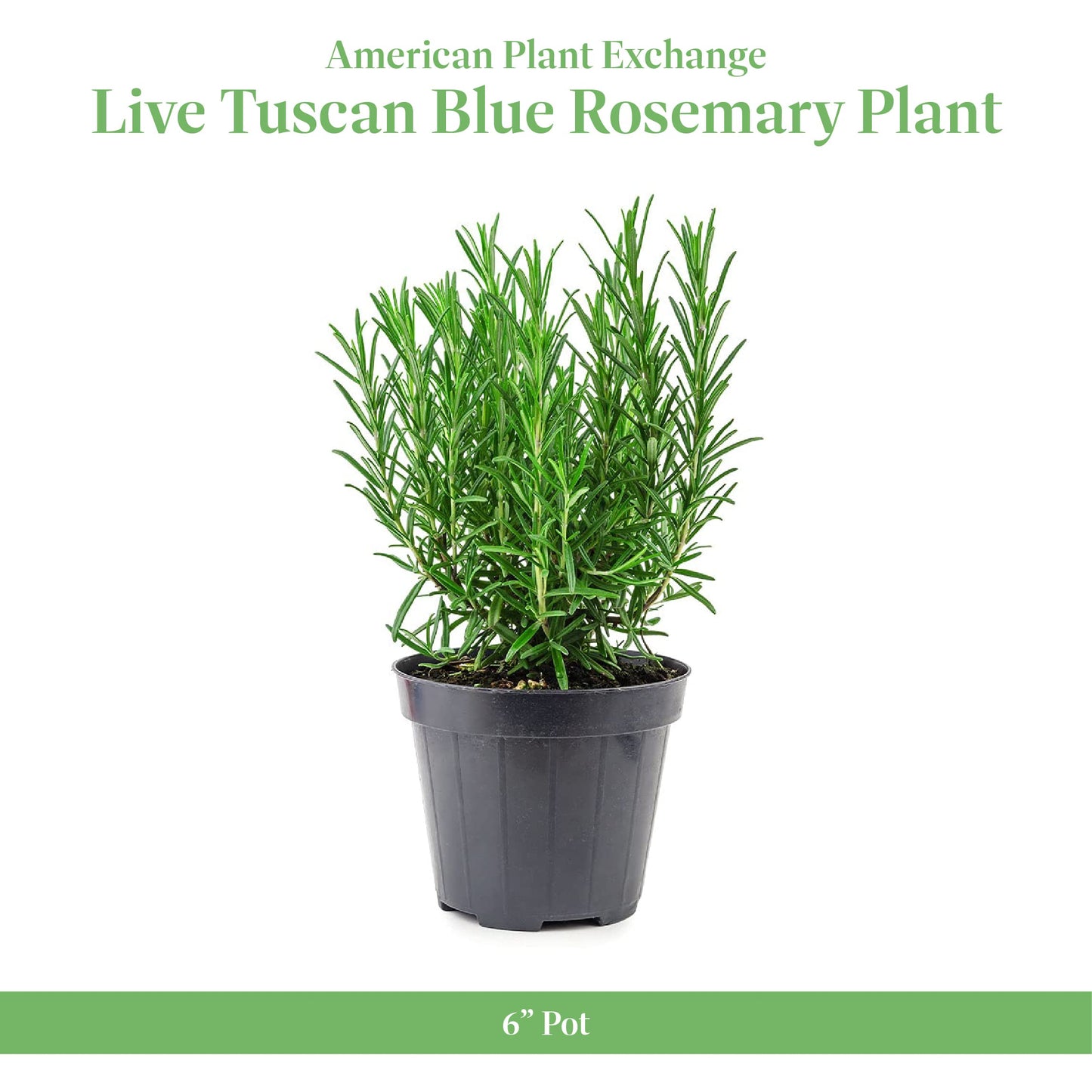 American Plant Exchange Tuscan Blue Rosemary – 6-Inch Pot – Live Edible Herb Plant with Fragrant Blue-Violet Flowers, Easy Care Aromatic Greenery for Home, Garden, or Patio Decor