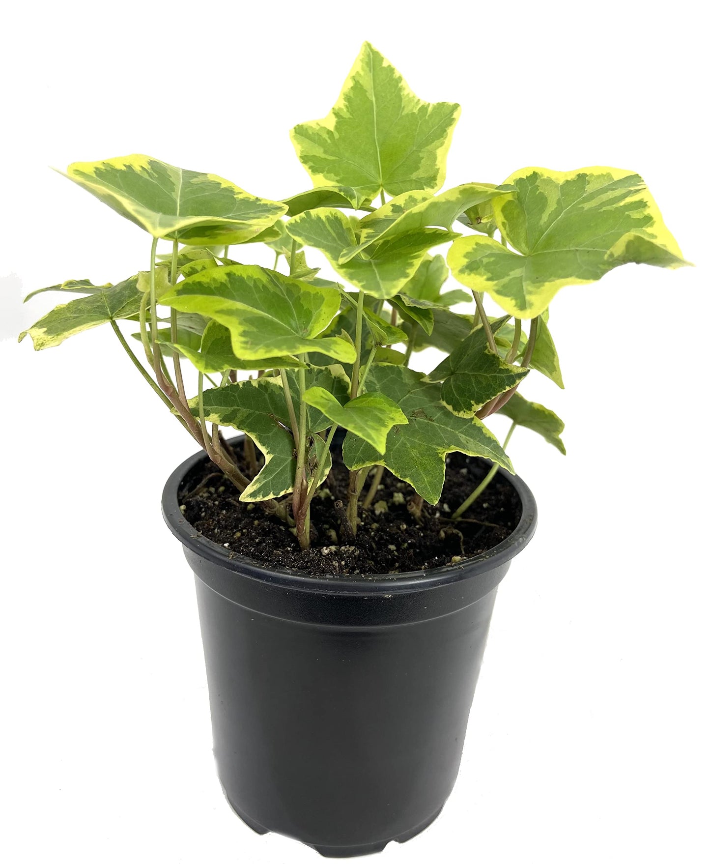 Golden English Ivy - Live Plant in a 4 Inch Pot - Hedera Helix - Beautiful Easy Care Indoor Air Purifying Houseplant Vine
