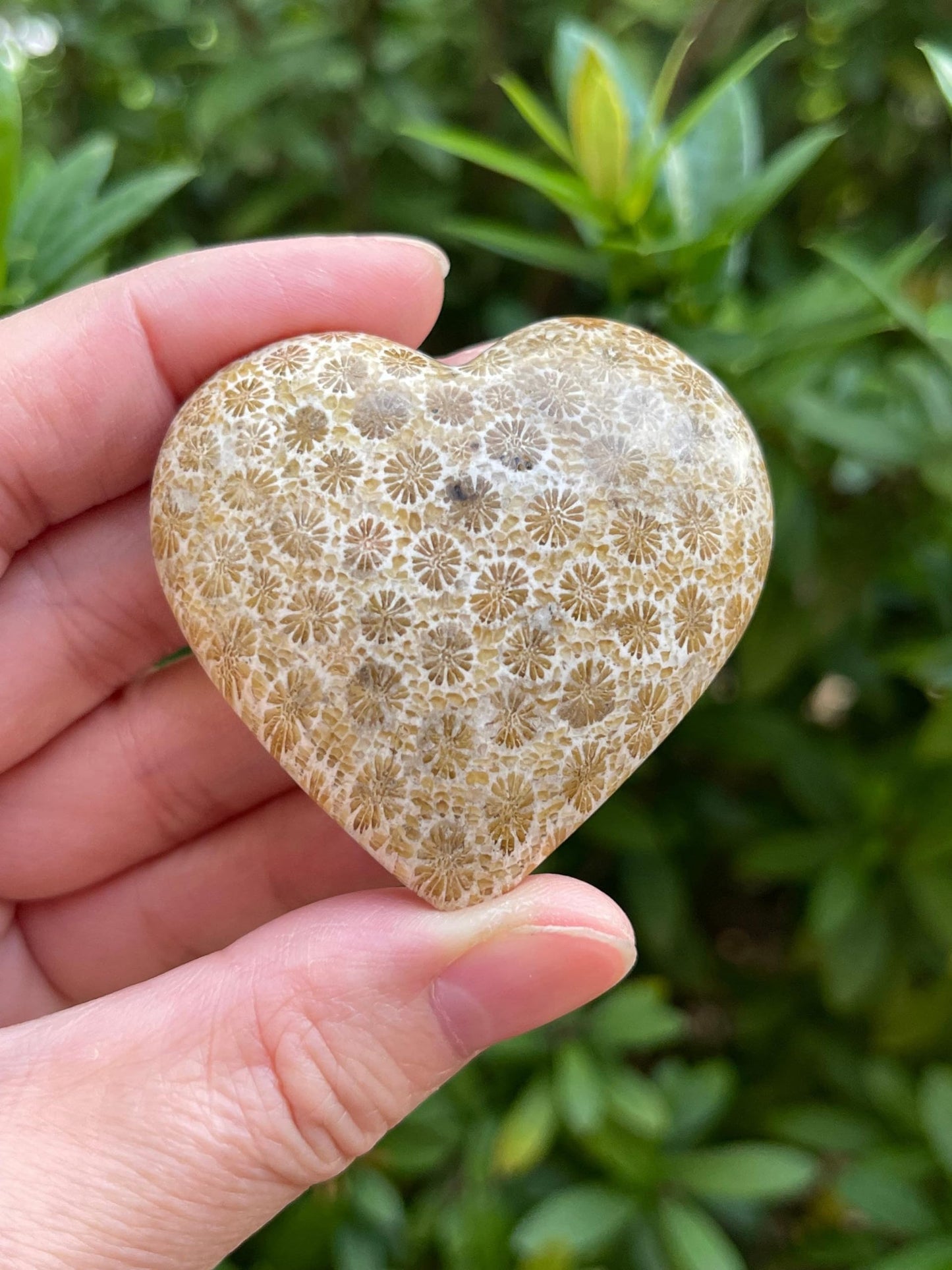 GAF TREASURES Fossil Coral Gemstone Hearts, Polished Fossil Coral Puffy Hearts, Fossil Coral Crystal Palm Stone, Fossil Coral Healing Crystal Hearts (1 Heart)