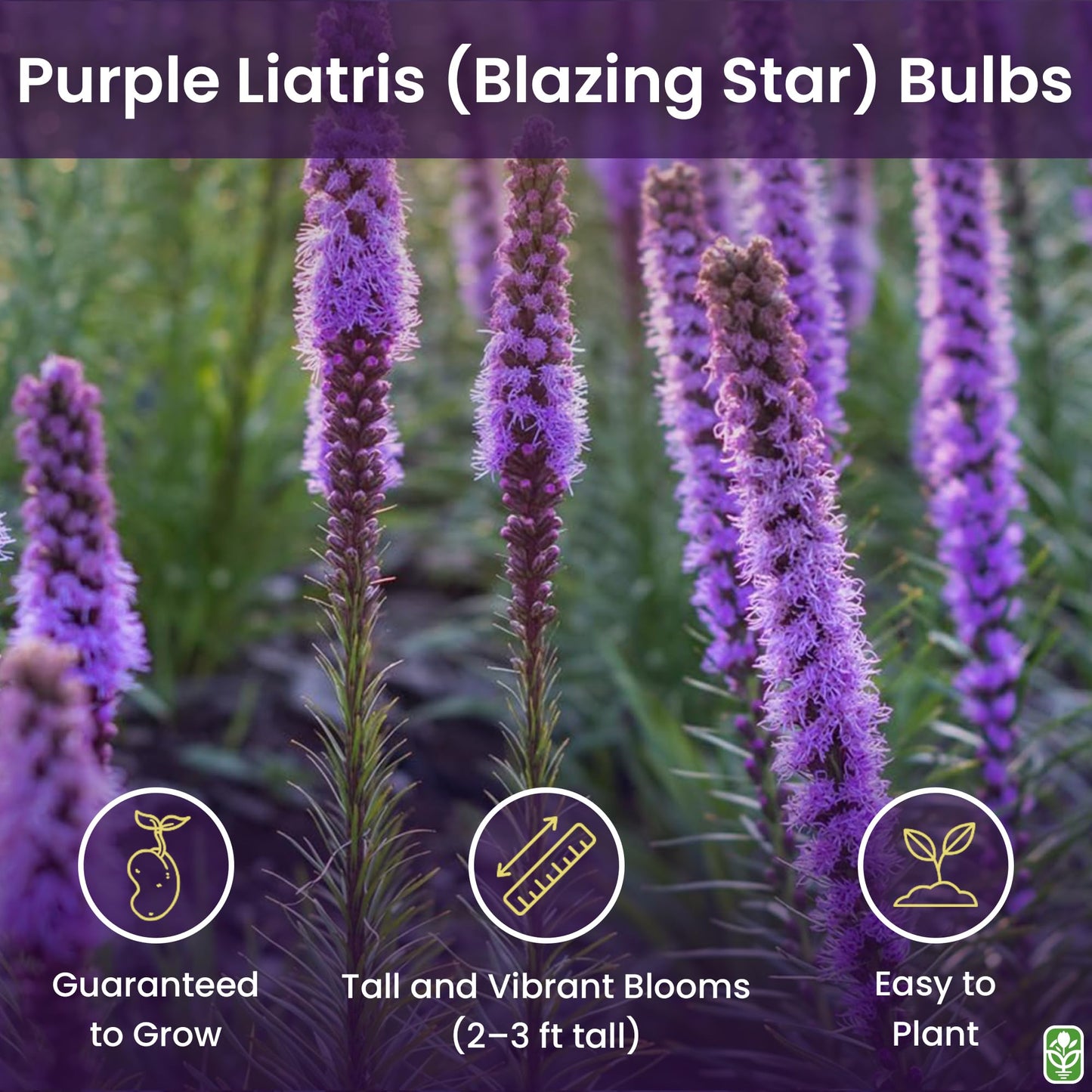 Purple Blazing Star - 10 Fresh Bulbs - Liatris Spicata Flower Bulb - Perennial Gayfeather Plant for Planting Outdoor - Perfect for Borders and Landscapes