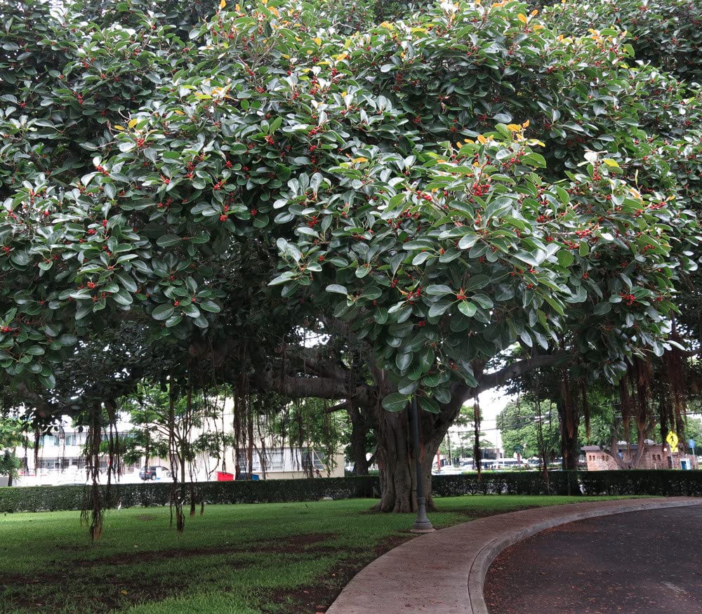Palm Beach Medicinal Herbs - Indian Banyan (Ficus benghalensis) - Packet of 10 Seeds