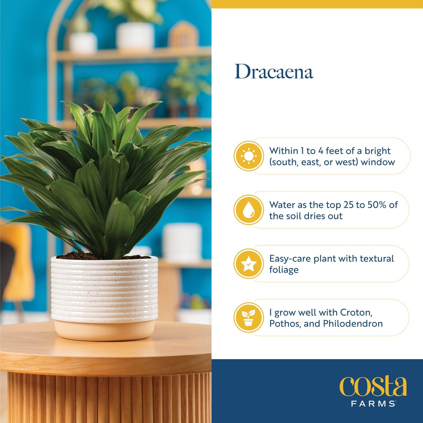 Costa Farms Dracaena Golden Heart Live Indoor Plant, Easy to Grow Houseplant in Decor Plant Pot, Potting Soil Mix, Living Room Home and Office Decor, Housewarming Gift, 2-3 Feet Tall