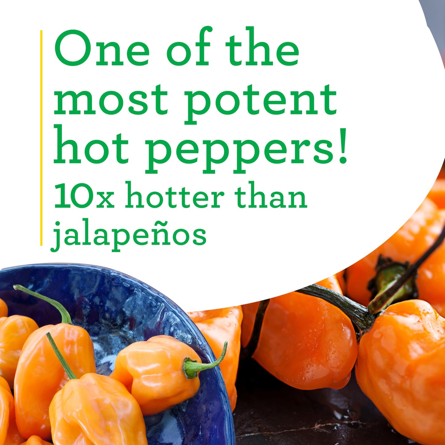 Bonnie Plants Habanero Pepper Plugs, Live Plants, Ideal for Raised Beds and In-Ground Gardens, Extremely Hot Pepper Good for Fresh Eating, Cooking, and Drying, 3 Cubic in., 6-Pack