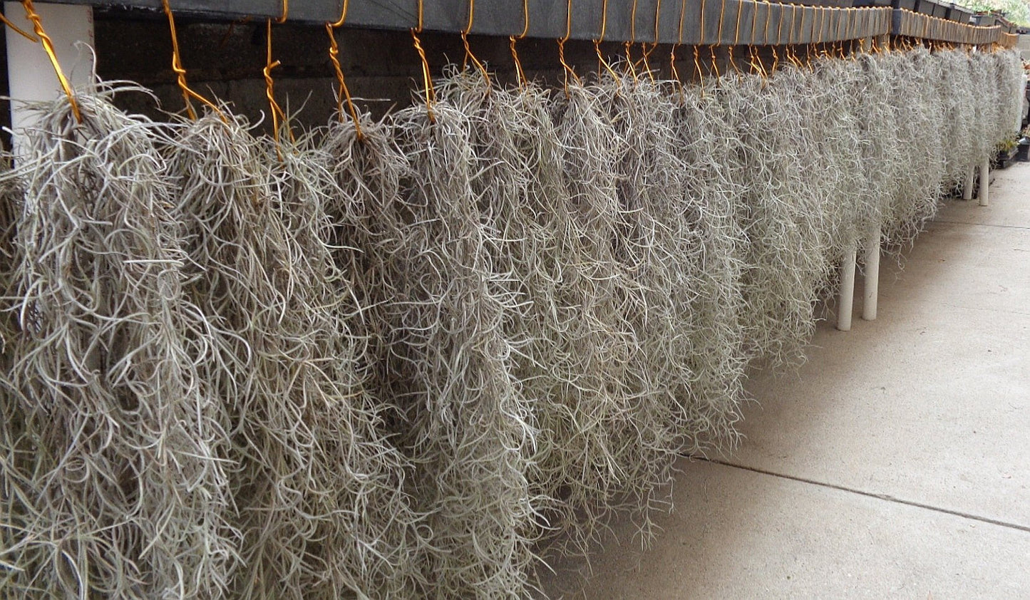 Tillandsia Usneoides Spanish Moss Live Air Plant
