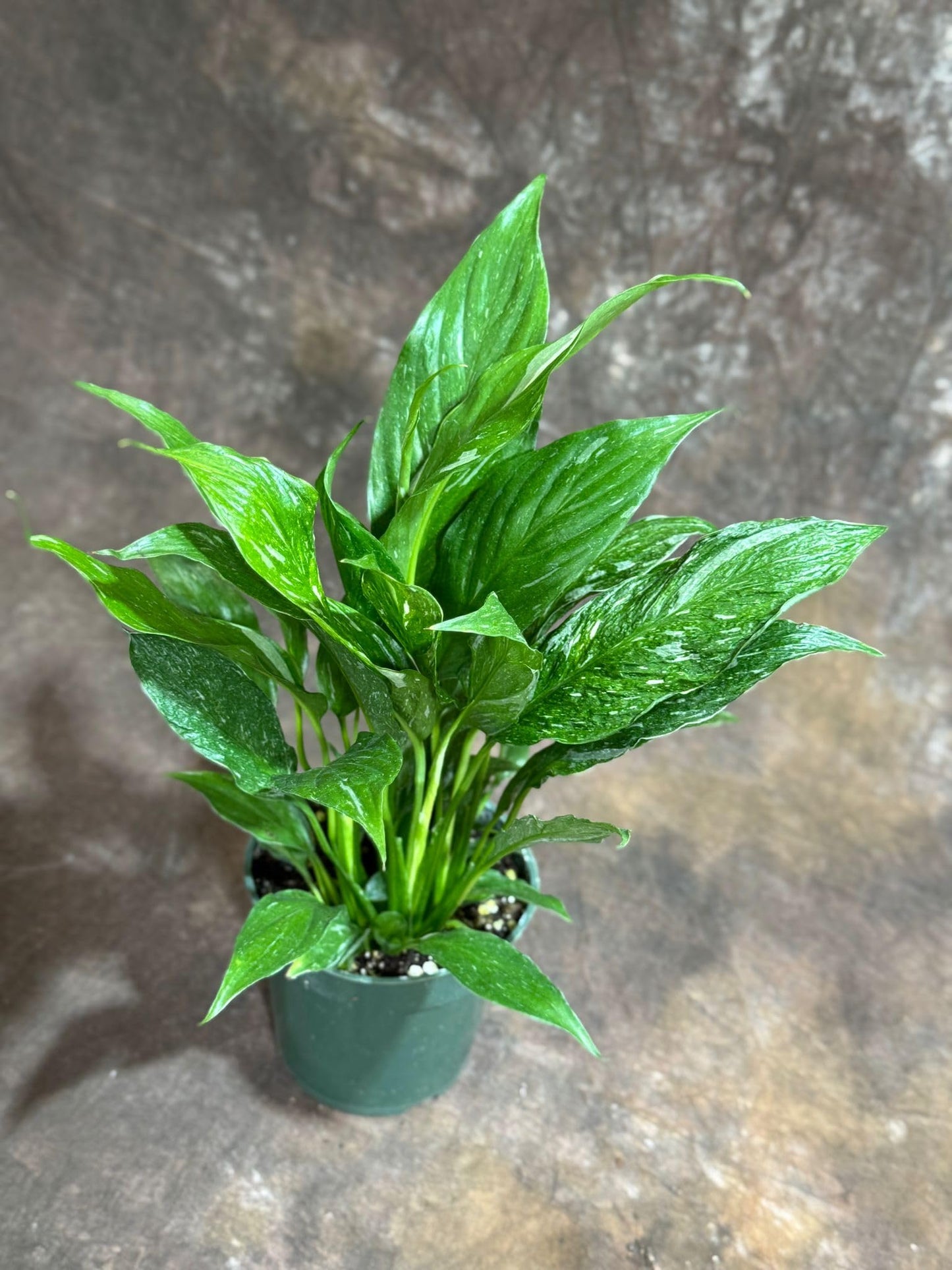 PLANTVERS Variegated Peace Lily Plant in a 4" Grow Pot – Spathiphyllum Peace Lily – Elegant Indoor Flowering Plant – White Flowering Plant – Air Purifying & Low Maintenance Houseplant - Blooming Plant