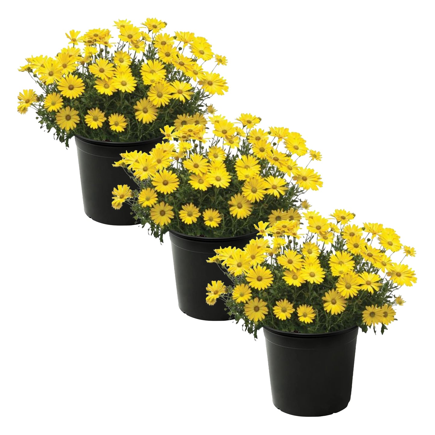 Live Flowering Osteospermum Plant - Yellow (3 Plants Per Pack) - Beautiful African Daisies - Early Spring Color - 12" Tall by 5" Wide in 1 Qt Pot