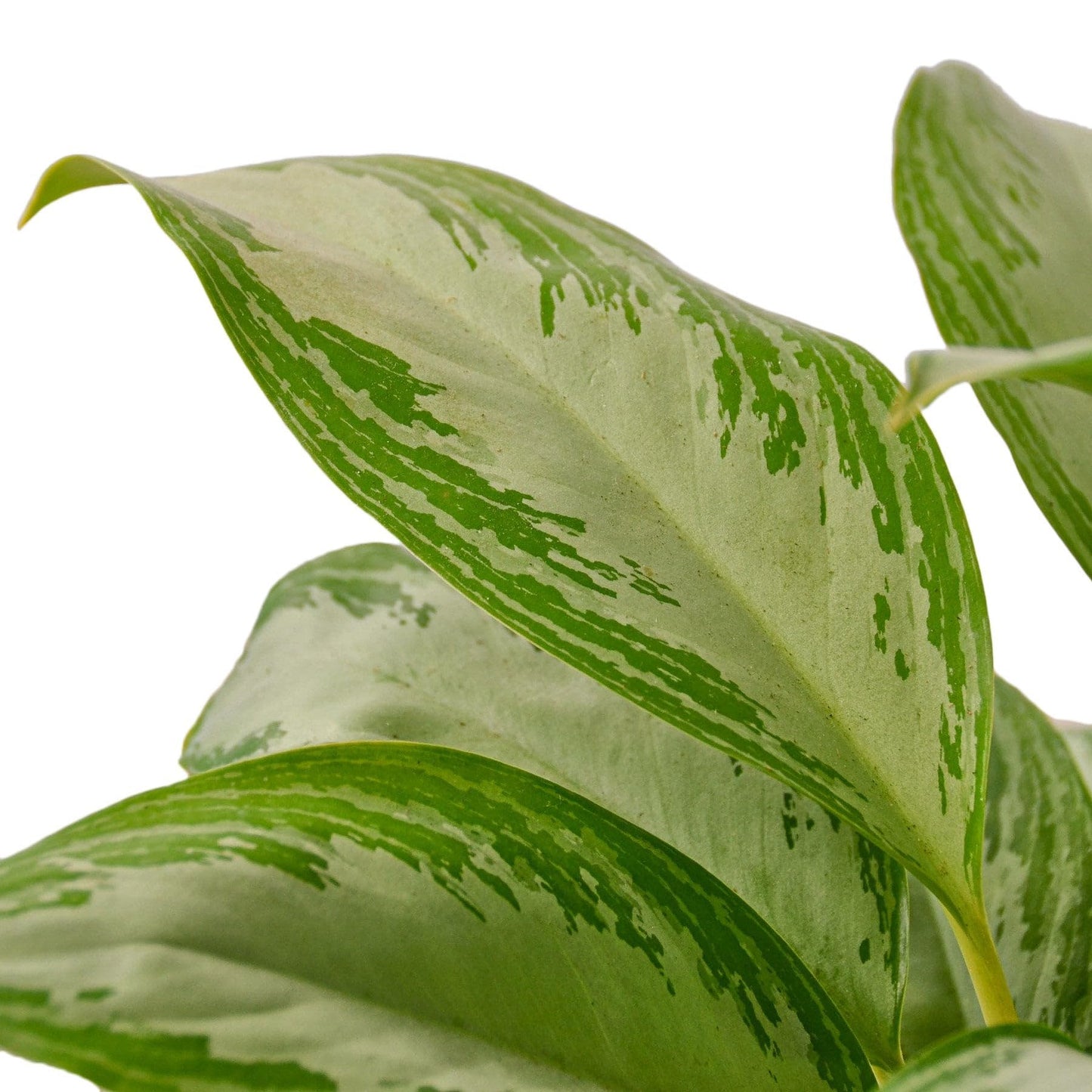 Chinese Evergreen 'Silver Bay' in 6in Pot - Live Plants Tropical Houseplants | Variegated | USA Growers | The Snobby Leaf
