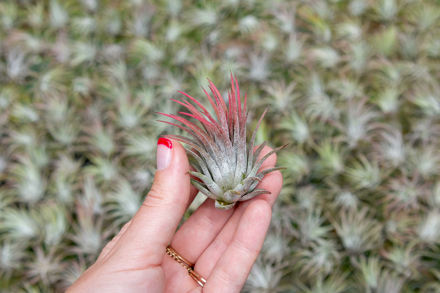 5 Pack Assorted Large Ionantha Rubra Air Plants - Live Succulent House Plants - Available in Wholesale and Bulk - Home and Garden Decor - Easy Care Indoor/Outdoor Air Plant