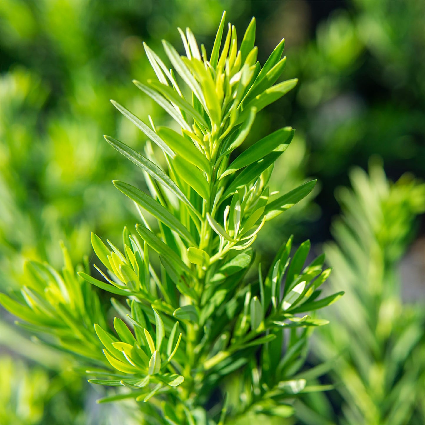 Perfect Plants Podocarpus Pringles 7 Gallon Growers Pot | Elegant Japanese Yew Perfect for Foundational Planting or Shrub Borders