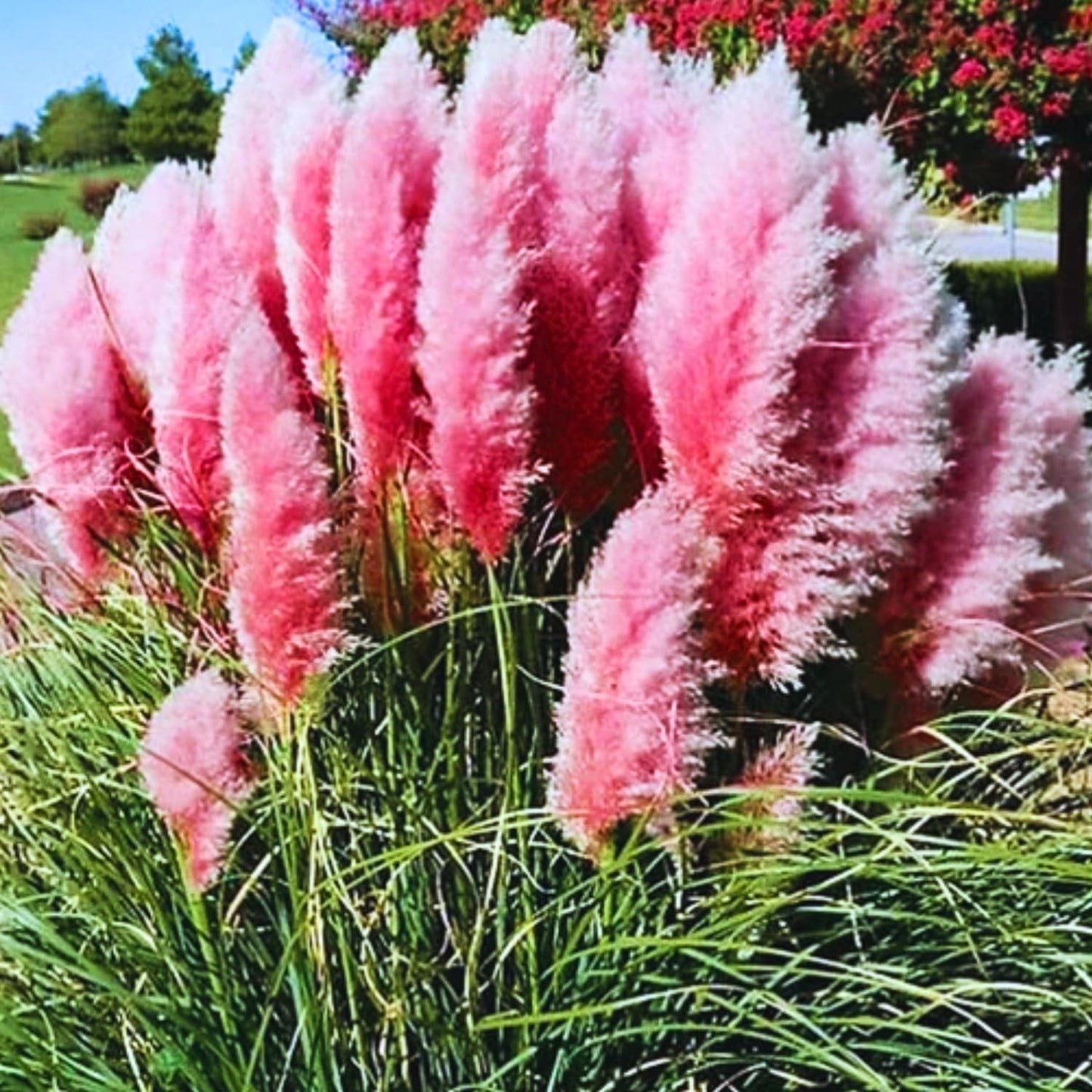 2 Pink Pampas Grass Plants Live, Tall Ornamental Perennial Grass for Landscaping, 5-9 Inch Height Well Rooted