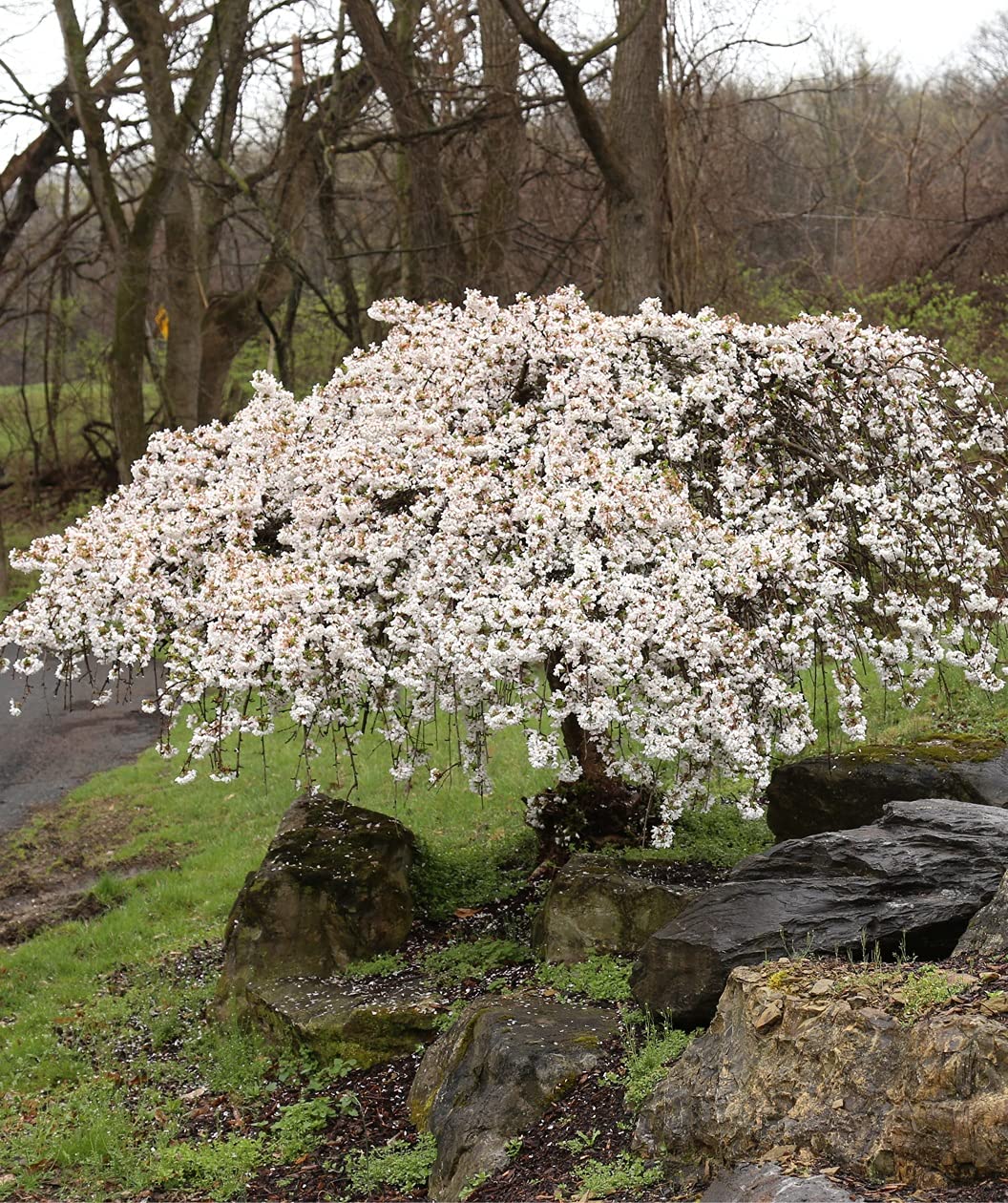Weeping Cherry Blossom Tree Plant, 8 to 12 Inch Tall Cherry Blossom Tree Live in Pot, Perennial Cherry Blossom Sapling, White Cherry Blossom Tree Plant, Dwarf Cherry Flower Tree Starter Plant