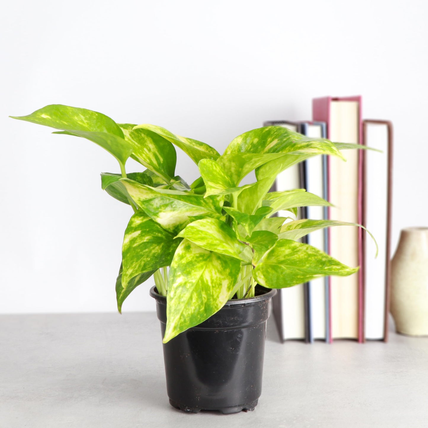 Thorsen's Greenhouse Golden Pothos, Live Indoor Vining Plant, Easy to Grow, Variegated Houseplant, Natural Air Purifier (Nursery Pot, 4-inch Pot)
