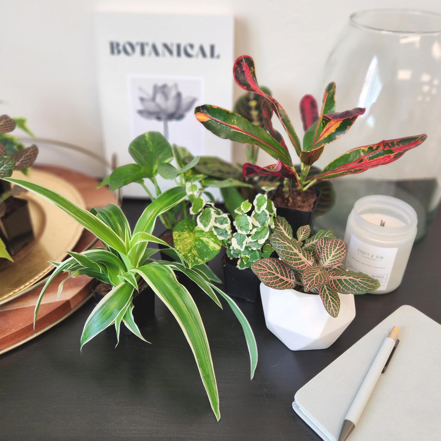 Tillandsia Air Plants Live Indoor Plants (50 Pack), Air Plants Bulk Party Favors or Wedding Favors Live Plants, Air Plant Lover Gifts, DIY Terrarium Kit, Air Succulents Plants Live by Plants for Pets