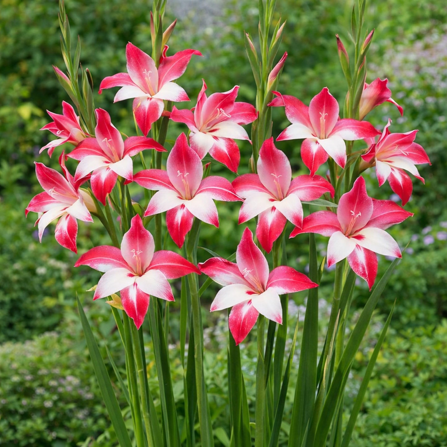 Easy to Grow Hardy Gladiolus Galaxian 10 Bulbs - Pink & White Flowers Bloom in Spring to Summer Sun