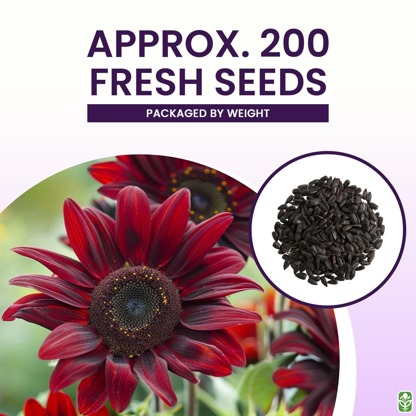 Chocolate Cherry Sunflower Seeds to Plant - Heirloom & Non-GMO - Large Package 200 Sunflower Seeds for Planting in Your Home Garden