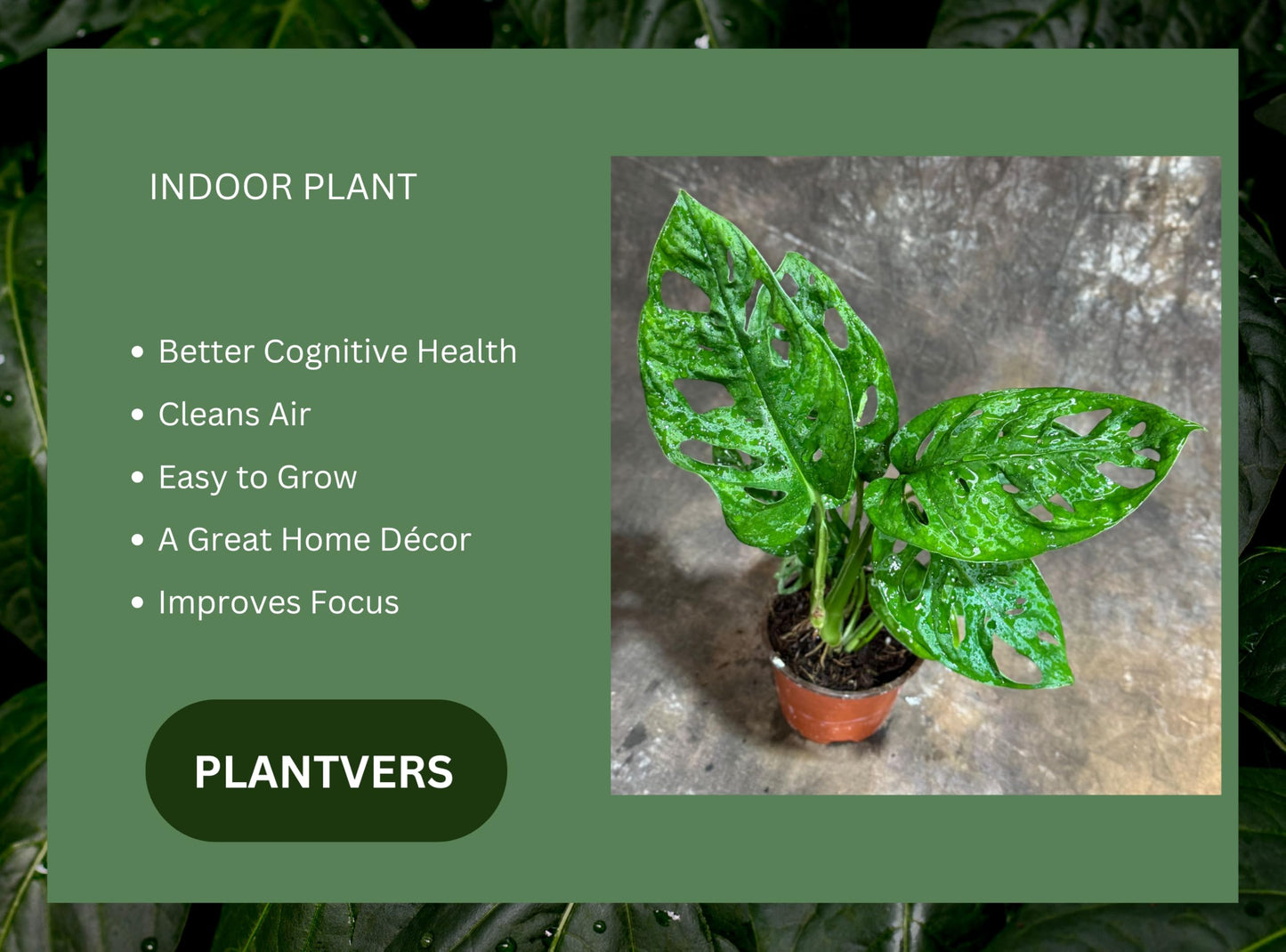 PLANTVERS Monstera Adansonii in a 4" Grow Pot – Monstera Swiss Cheese – Live Indoor Plant – Popular Houseplant – Low Maintenance Indoor Plant – Monstera Plant for Office & Home Décor