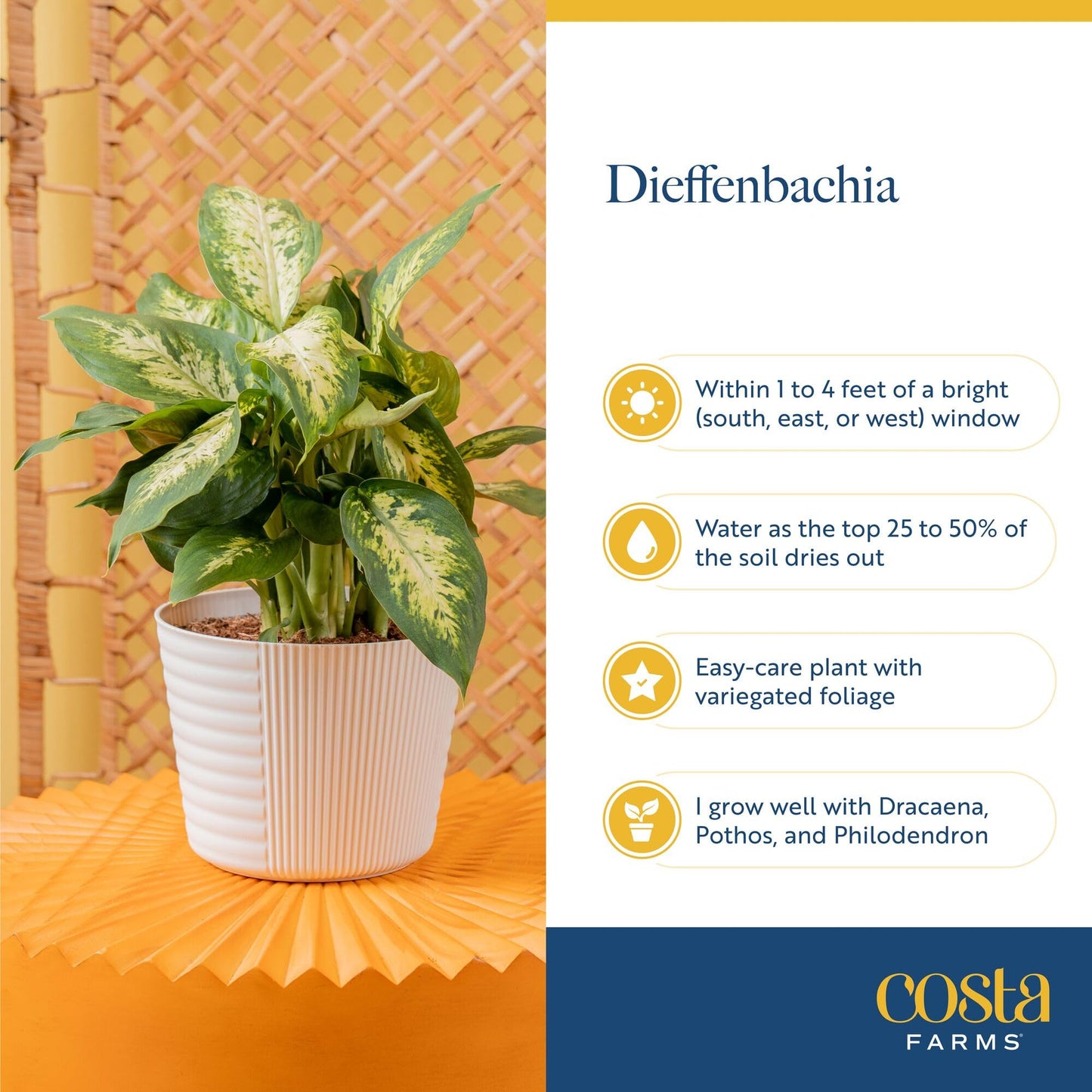 Costa Farms Dieffenbachia Live Indoor Plant, Easy to Grow Houseplant, Potted in Indoors Garden Nursery Plant Pot, Potting Soil Mix, Grower's Choice, Home and Office Plants Decor, 1 Foot Tall