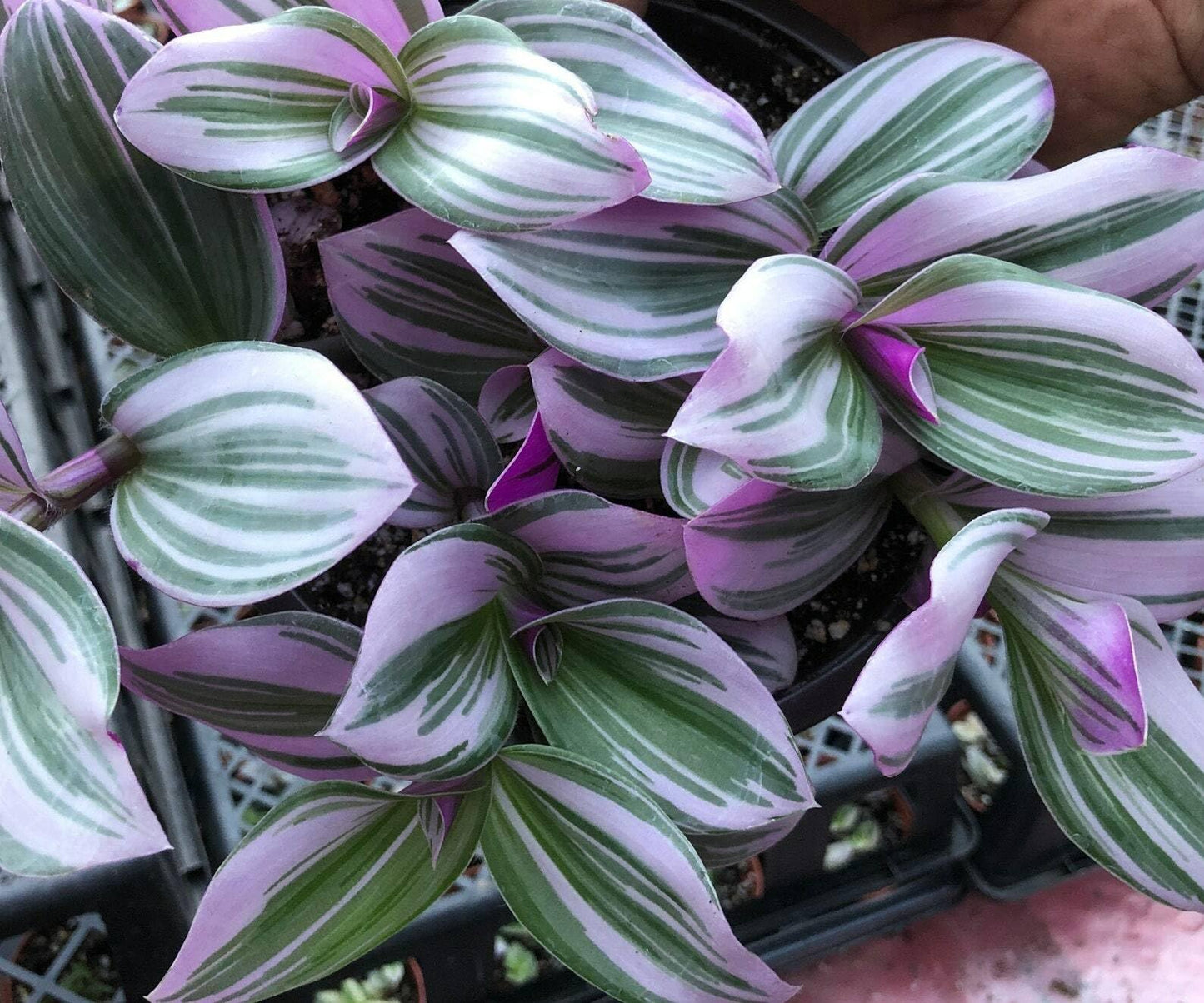 Live Plant - Pink Tradescantia Nanouk Live Plant (Wandering Jew) Indoor House Plant // 2" Pot