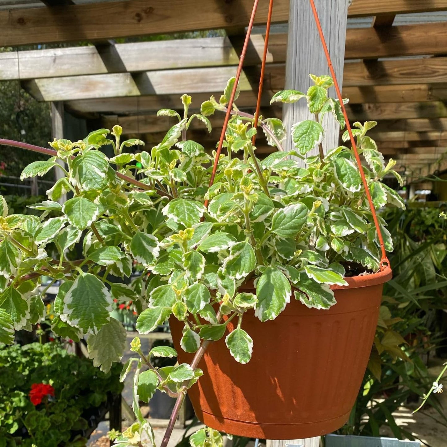 1 Variegated Swedish Ivy Plant Live for Planting - Swedish Ivy Mint Seedlings 4-9 Inch Height, in 3" Pot