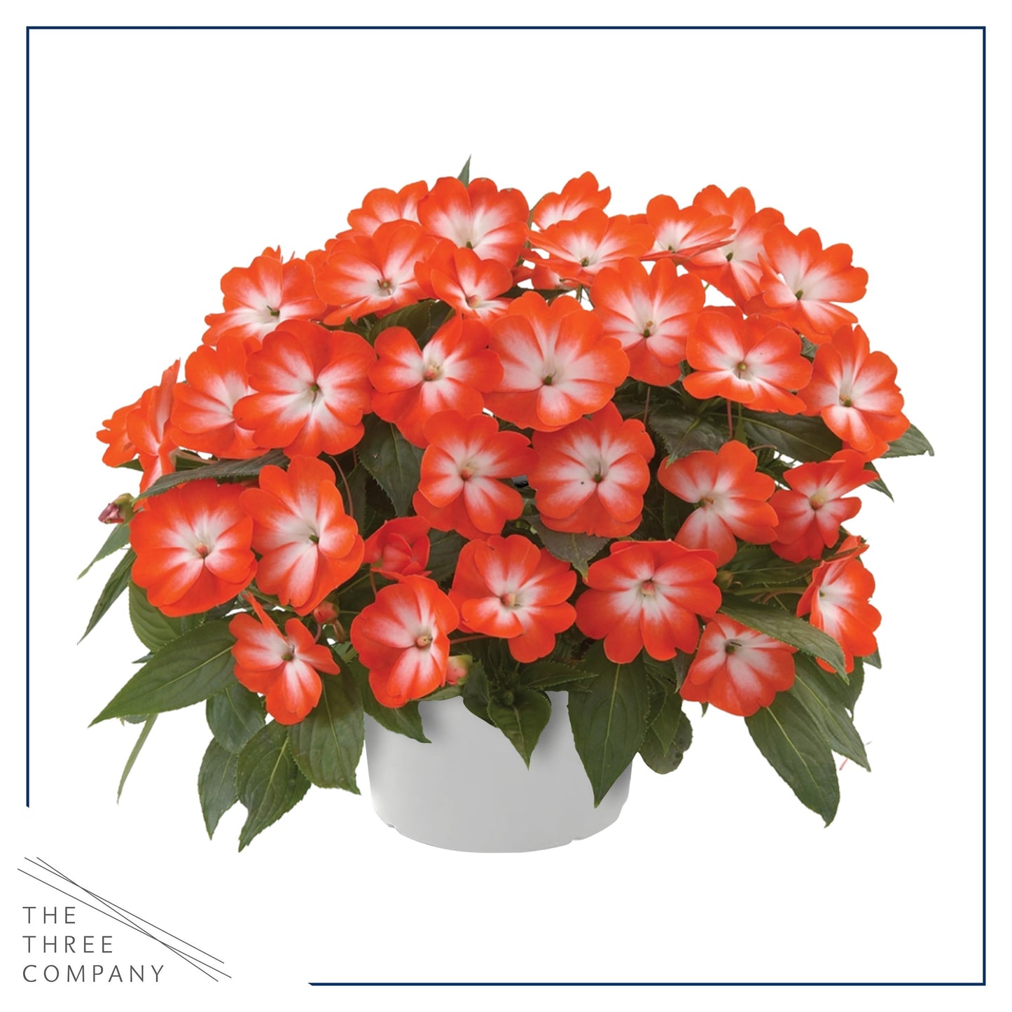 Live Flowering New Guinea Impatiens - Grower's Choice Assorted Colors (3 Plants Per Pack) - Beautiful Shade Flowers - 12" Tall by 5" Wide in 1 Qt Pot