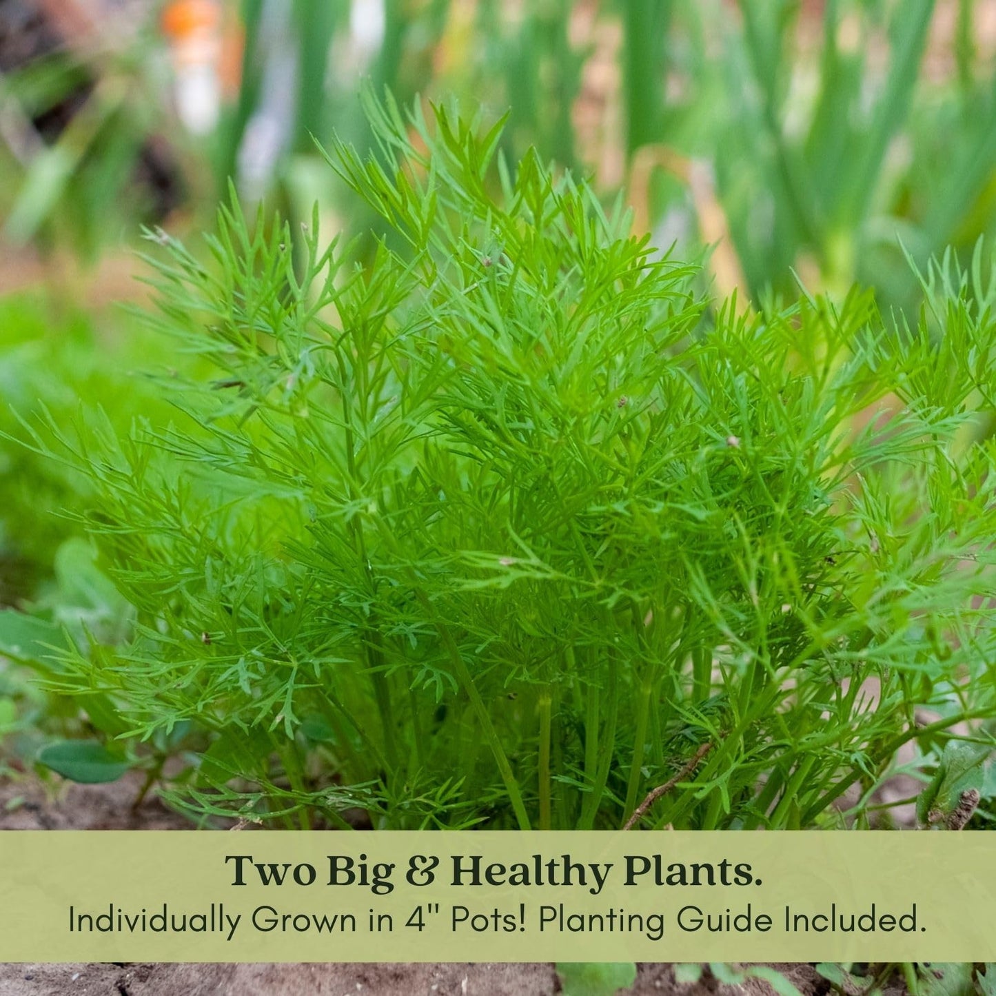 Clovers Garden Bouquet Dill Herb Plants – Two (2) Live Plants – Non-GMO - Not Seeds - Each 4" to 8" Tall – in 4" Inch Pots - Heirloom, Fragrant, Fast Growing