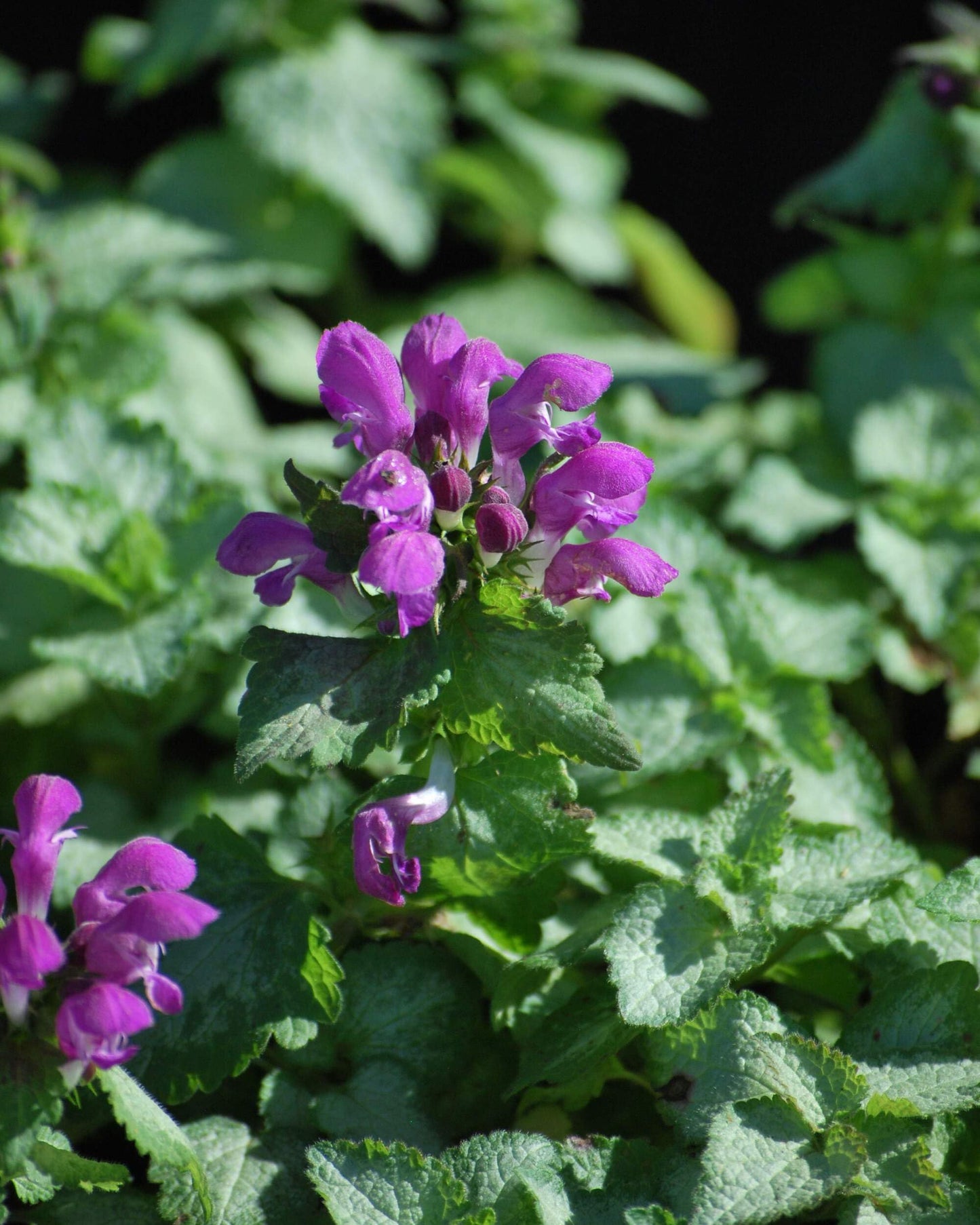 Perennial Farm Marketplace Lamium maculatum ‘Beacon Silver’ (Dead Nettle) Live Perennial, Size-#1 Container, Pink Spring Flowers with Silver Variegated Foliage