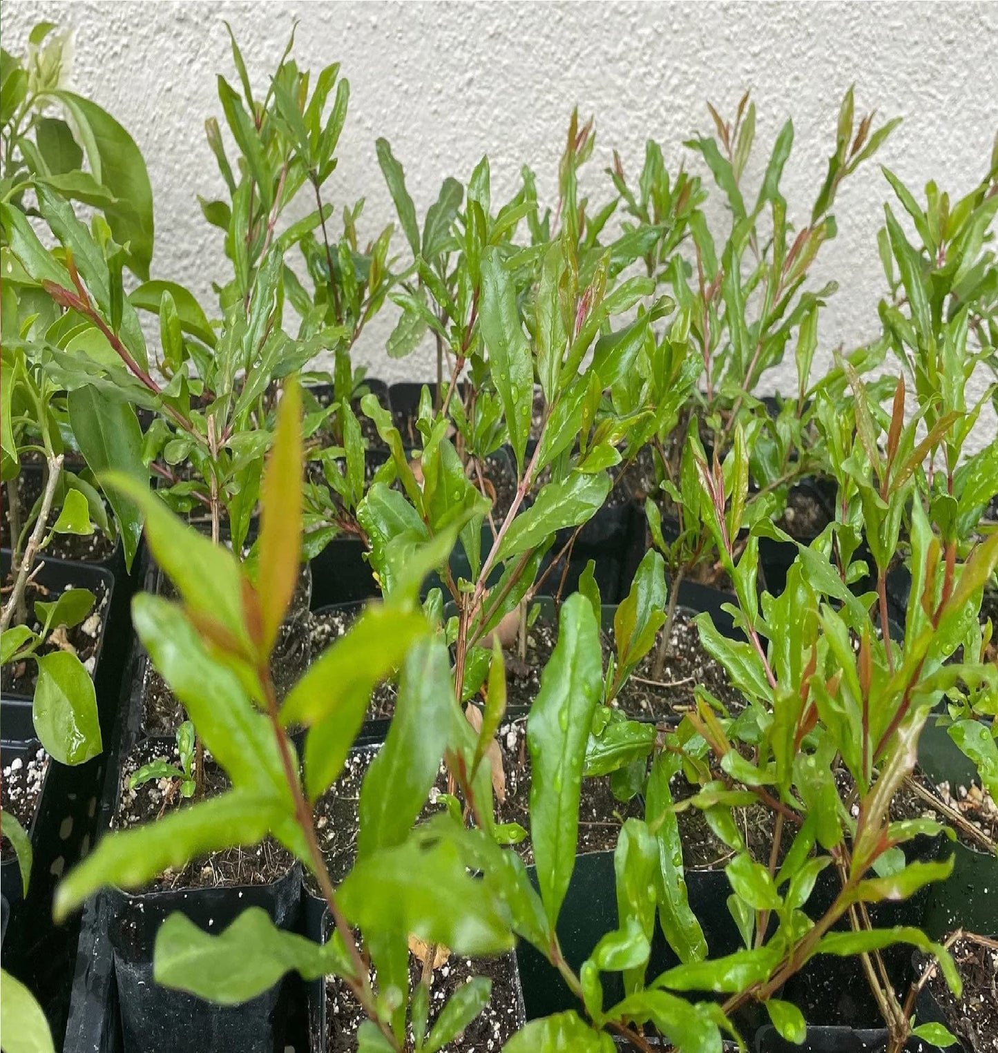 Pomegranate 'Wonderful' (Punica Granatum) - 2 inch Pot Live Plant - Grown in California.