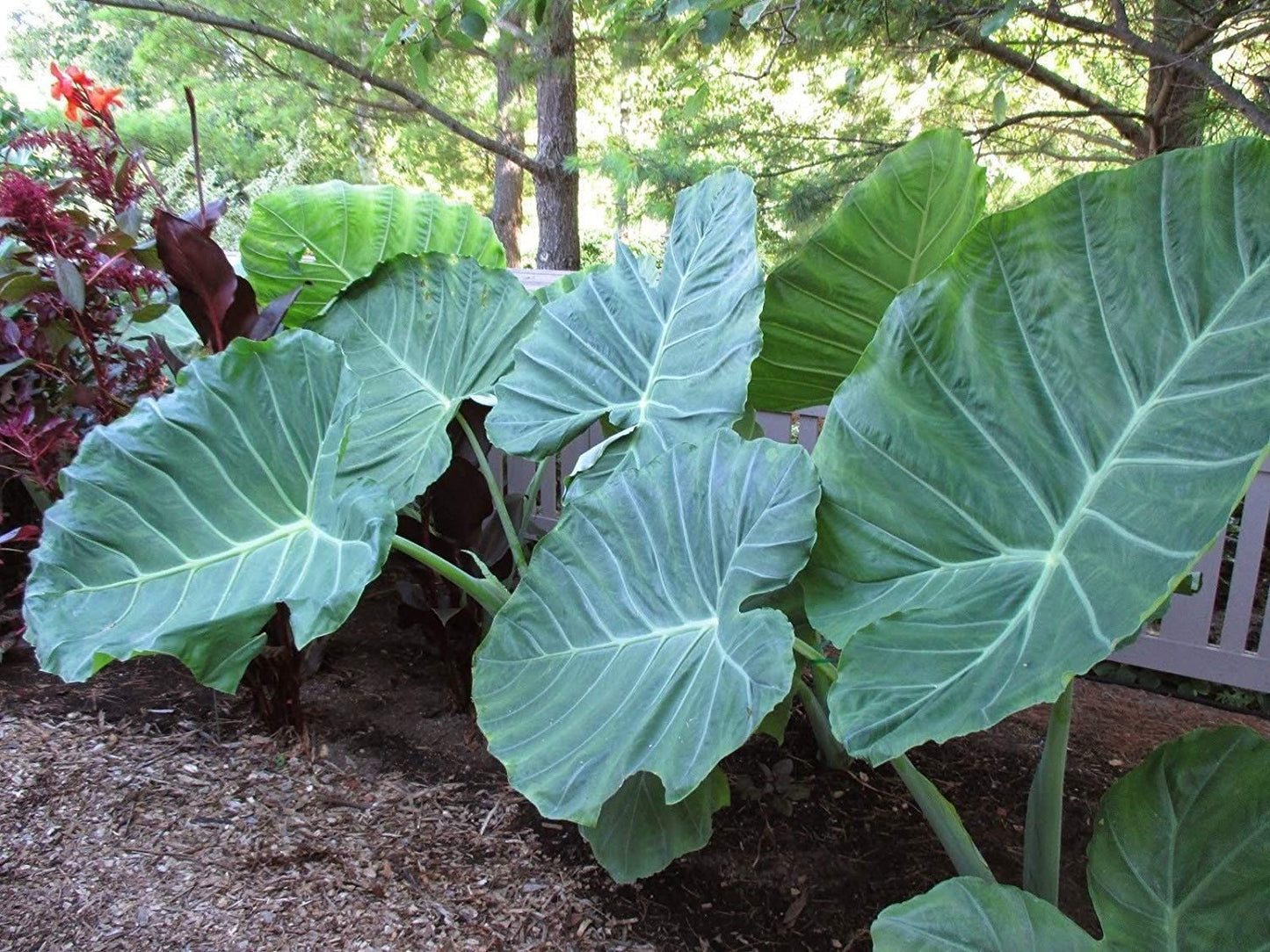 LIVE BULBS Colocasia gigantea Thailand Giant Thai Giant Elephant Ear Huge Leaf 2 Bulbs