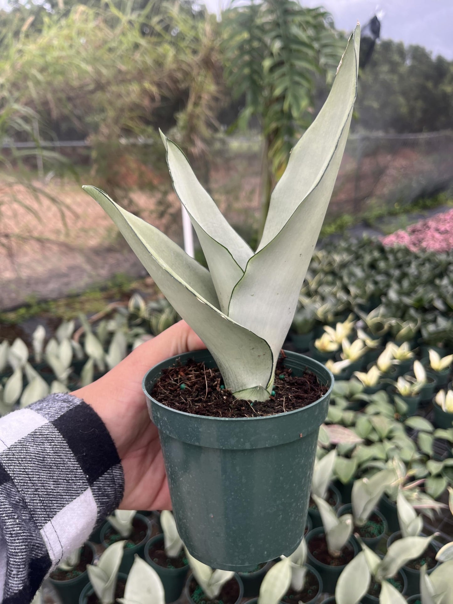 Moonshine Snake Plant – Sansevieria Moonshine – Rare Silvery Foliage – Easy Care Air Purifying Plant – Live Plant in 4” Pots