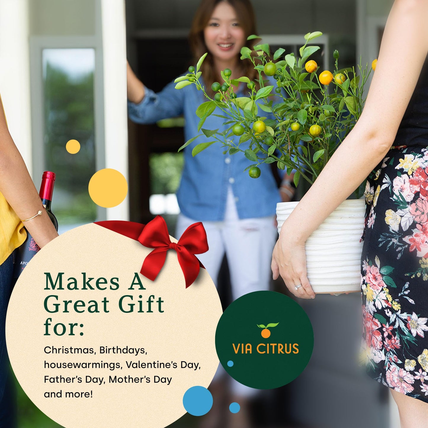 Ponderosa Lemon Tree Live Plants 13" - 22" Tall Indoor Outdoor Fruit Tree Plant Growing, Live Citrus Plant Mothers Day Gift for Mom Home Garden Patio Use, Cannot Ship CA AL AZ TX LA by Via Citrus