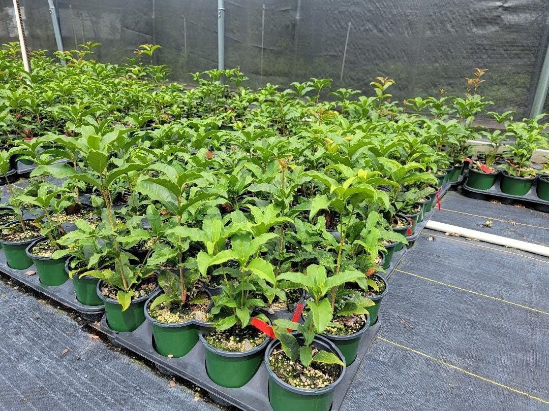 Live Plant - Red Flowering Fragrant Tea Olive (Osmanthus) - Live Plant - (1 Qt)