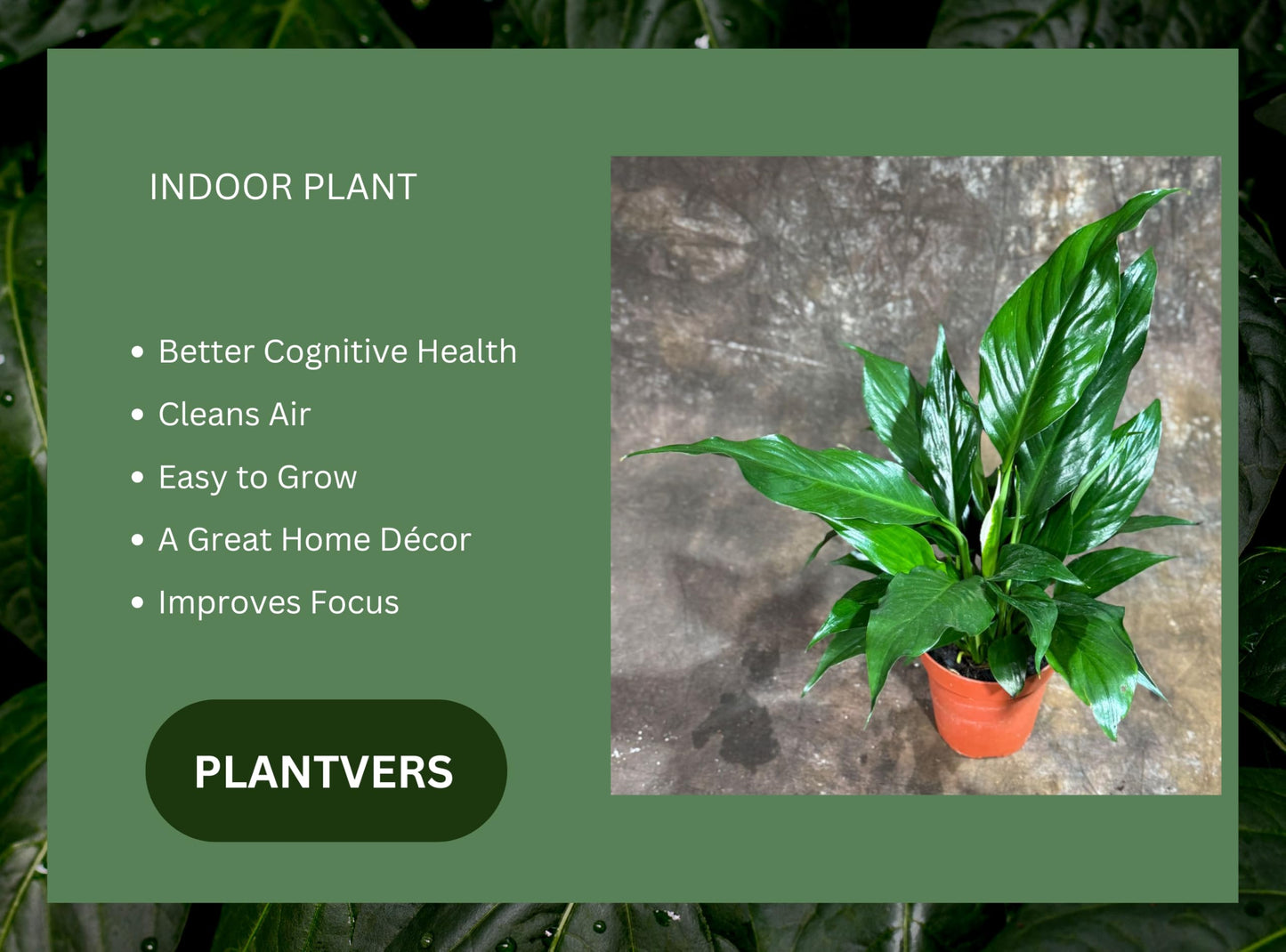 PLANTVERS Peace Lily Plant in a 4" Nursery Pot – Spathiphyllum Peace Lily – Live Indoor Flowering Plant – White Flowering Plant – Air Purifying & Low Maintenance Houseplant