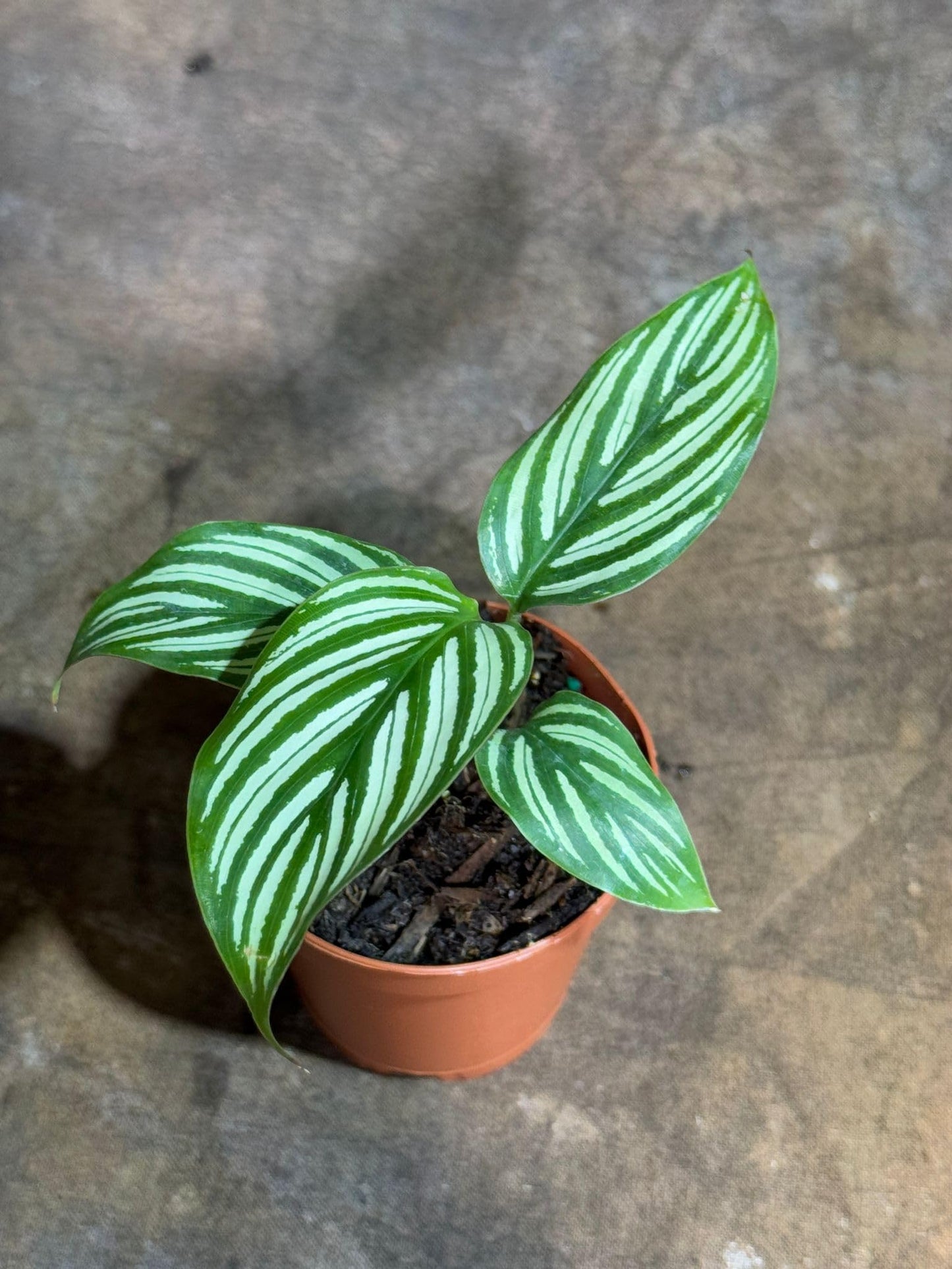PLANTVERS Live Calathea Plant in 2" Grow Pot – Easy Care & Low Maintenance Tropical Houseplant – Air Purifying Indoor Plant for Low Light & Home Décor (Calathea 'Vitatta')