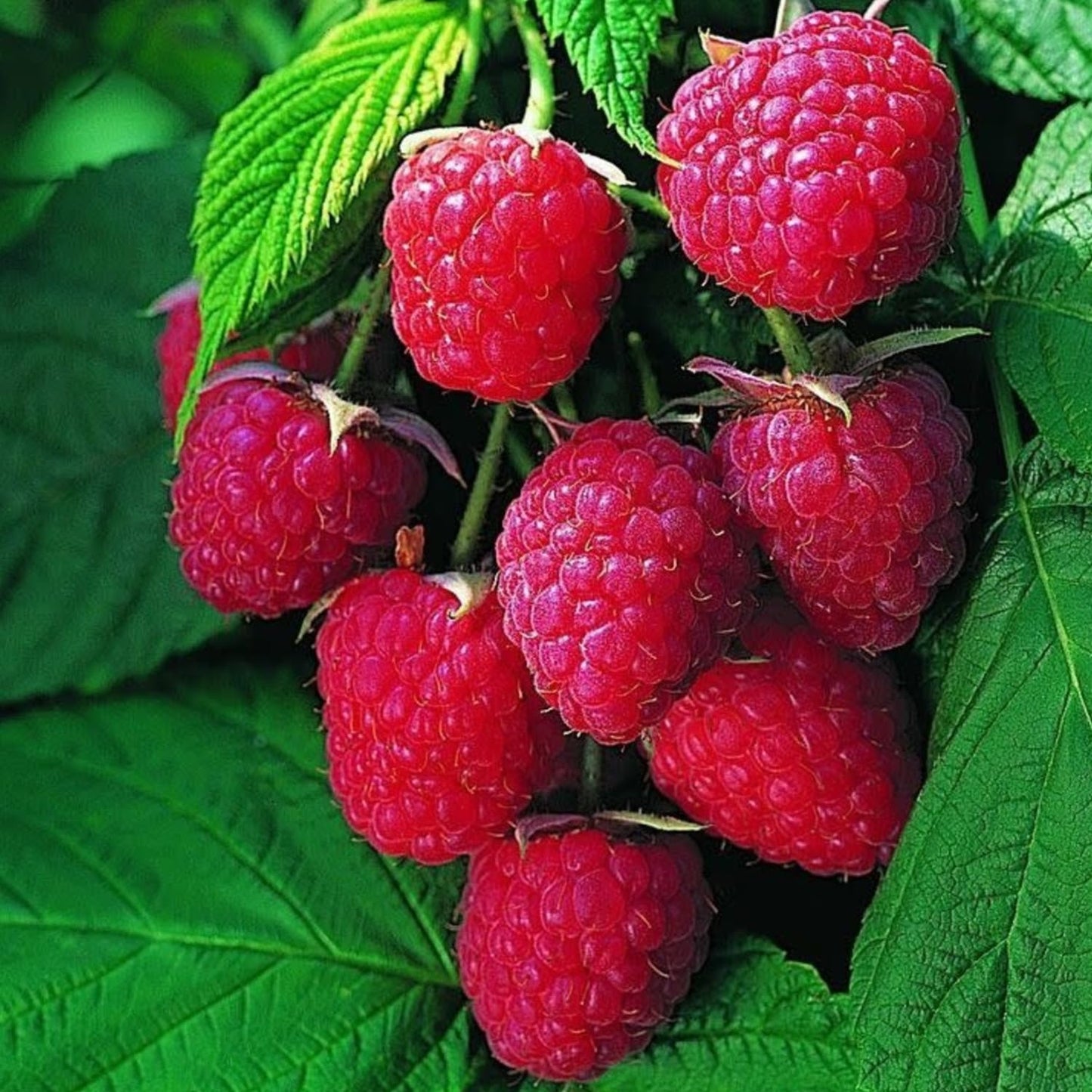 2-Pack Raspberry Plants Live, Raspberry Bushes Live Plants Well-Rooted, 5-9 Inch Tall, Raspberry Fruits (Caroline Red Raspberry)