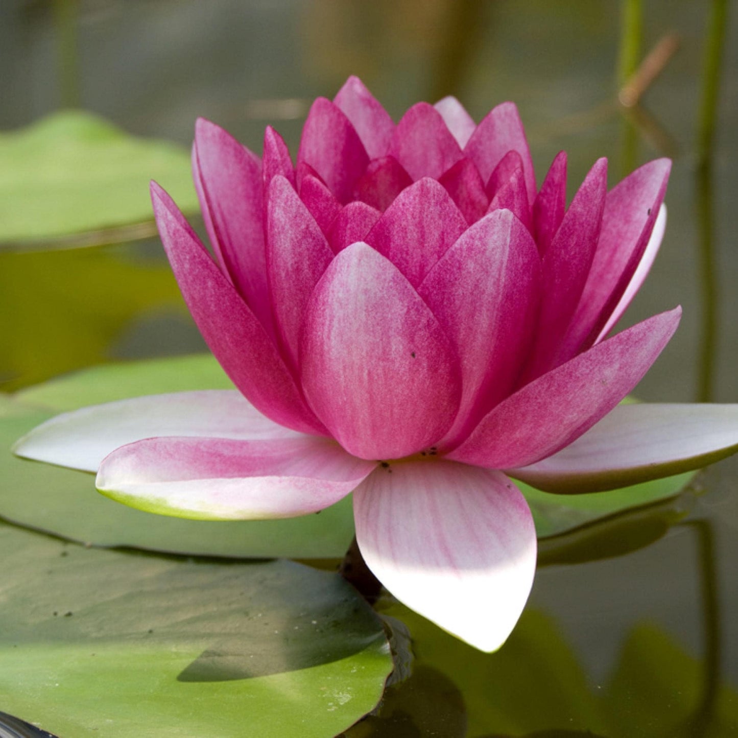 Chalily Water Lily Aquatic Plants Live Lilies Real Small or Big Pond Plant Lilly Ponds Cold Hardy Pads Grow waterlillies Flowering rhizomes Outdoor lilys Waterlily Lillies pre Grown lillys pad RED