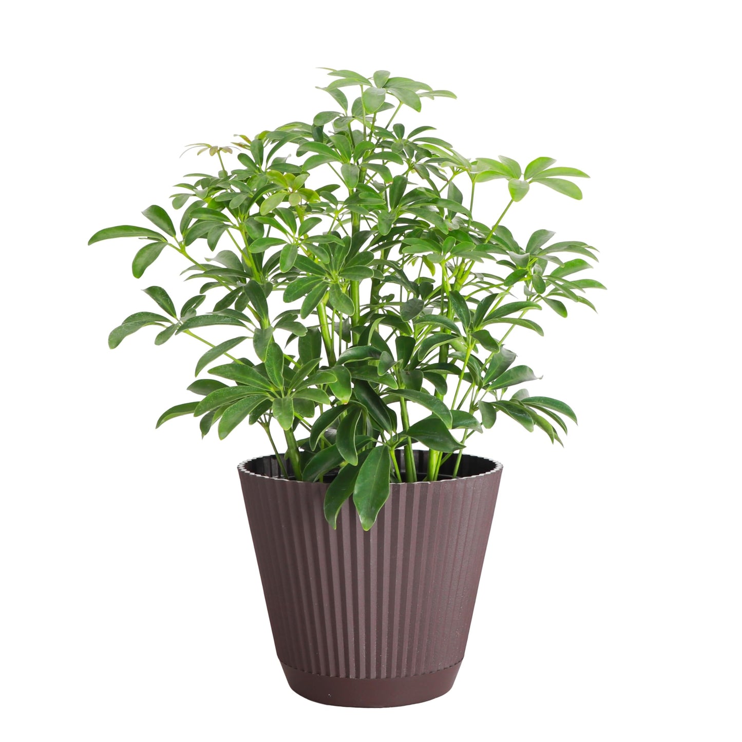 Thorsen's Greenhouse Live Arboricola Umbrella Tree Plant, Schefflera Arboricola, Natural Air Purifier, Easy to Grow, Live Indoor Houseplant, 6-inch Diameter (Chocolate (6" Pot))