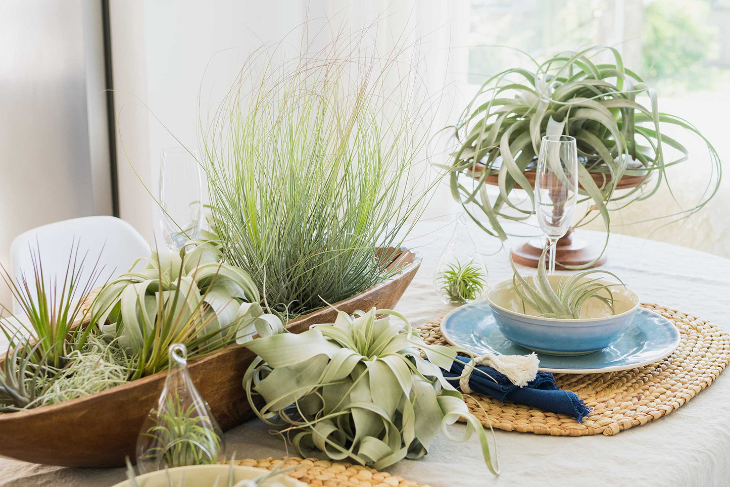 Air Plant Shop 3 Pack Tillandsia Curly Slim (T. Intermedia x T. Streptophylla) Air Plant - Succulents - Live Tillandsia - Easy Care Indoor and Outdoor House Plants