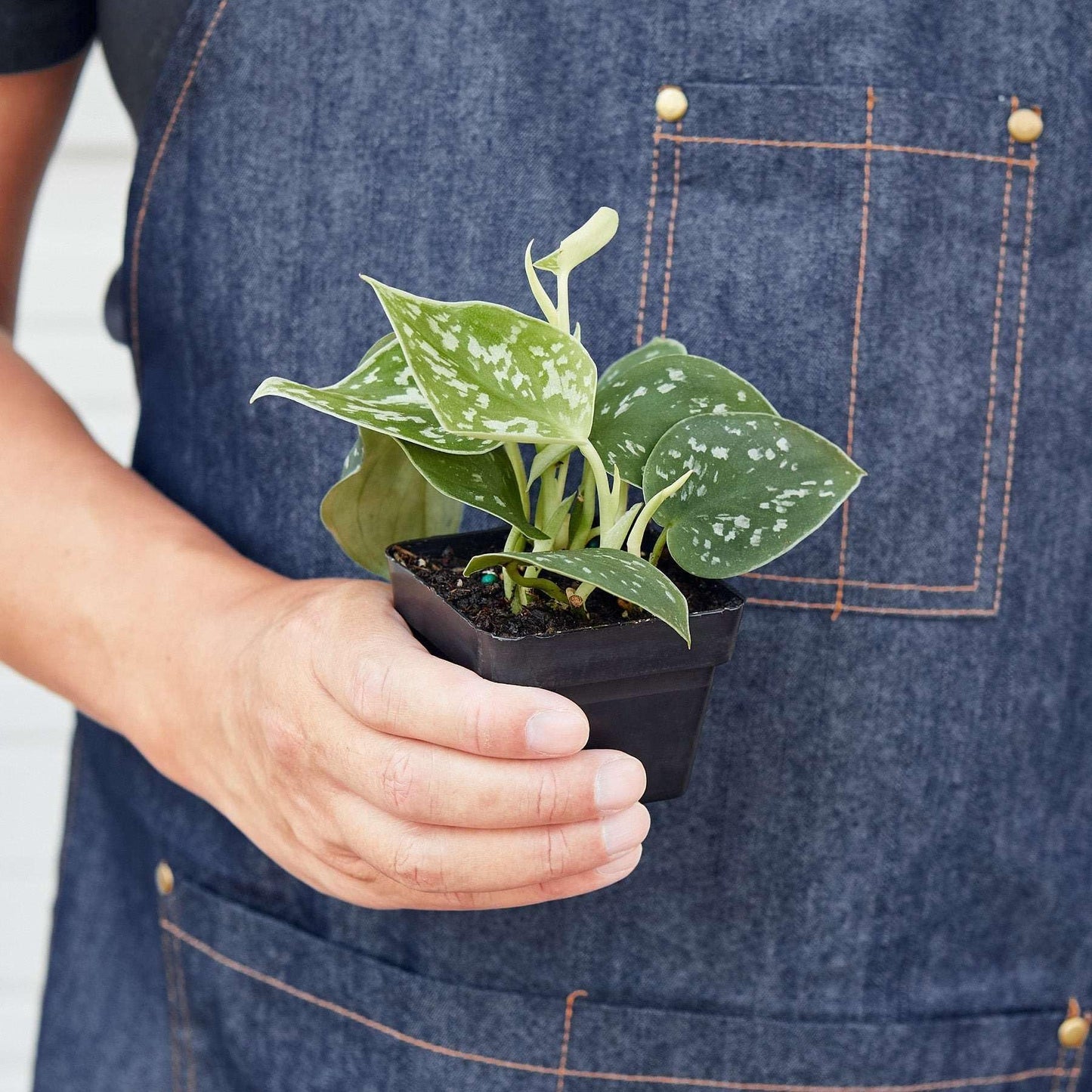 Pothos Satin Live Plant for Indoor | Different Houseplants in 4'' & 6'' Pot | Real House Plant for Living Room, Office, Desk & Bathroom | Silver Vine | Scindapsus Ictus Argyraeus