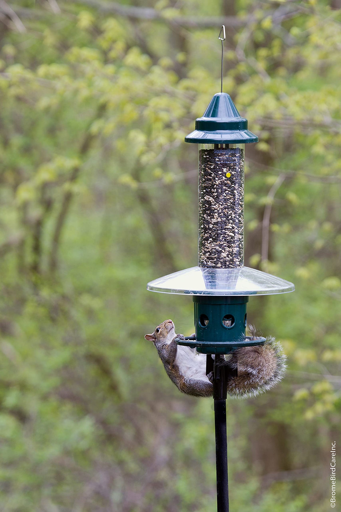 Squirrel Buster Plus Squirrel-proof Bird Feeder w/Cardinal Ring and 6 Feeding Ports, 5.1-pound Seed Capacity, Adjustable, Pole-mountable (POLE ADAPTOR SOLD SEPARATELY), Green