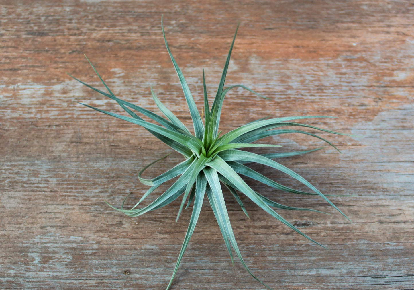 (Pack of 3) Tillandsia Stricta Aeranthos Hybrid Air Plants - Blooms Vary Due to Seasonality - Wholesale and Bulk - Succulents - Live Tillandsia - Easy Care House Plants by Air Plant Shop