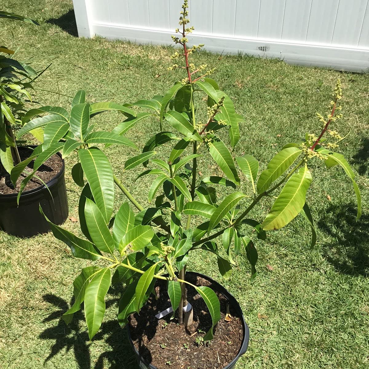 Mango Tree - Live Fruit Tree in a 3 Gallon Pot - Mangifera Indica 'Coconut Cream' - Tropical Edible Fruit Bearing Tree