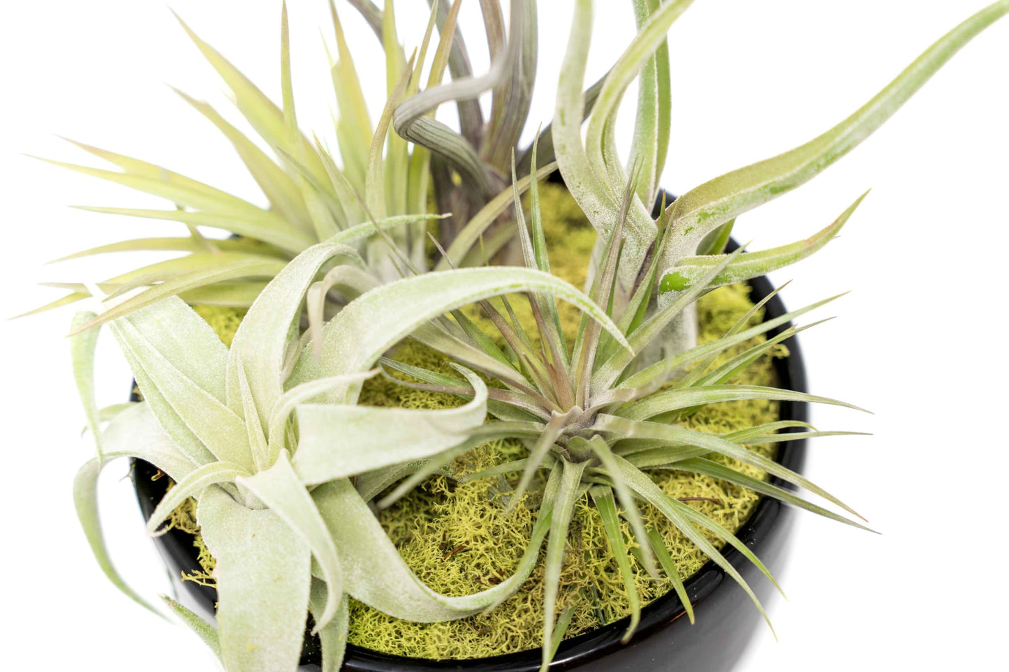 Air Plant Shop Large Assembled Air Plant Bowl Garden - Wholesale and Bulk - Succulents - Live Tillandsia - Easy Care Indoor and Outdoor House Plants (5 Assorted Air Plants)