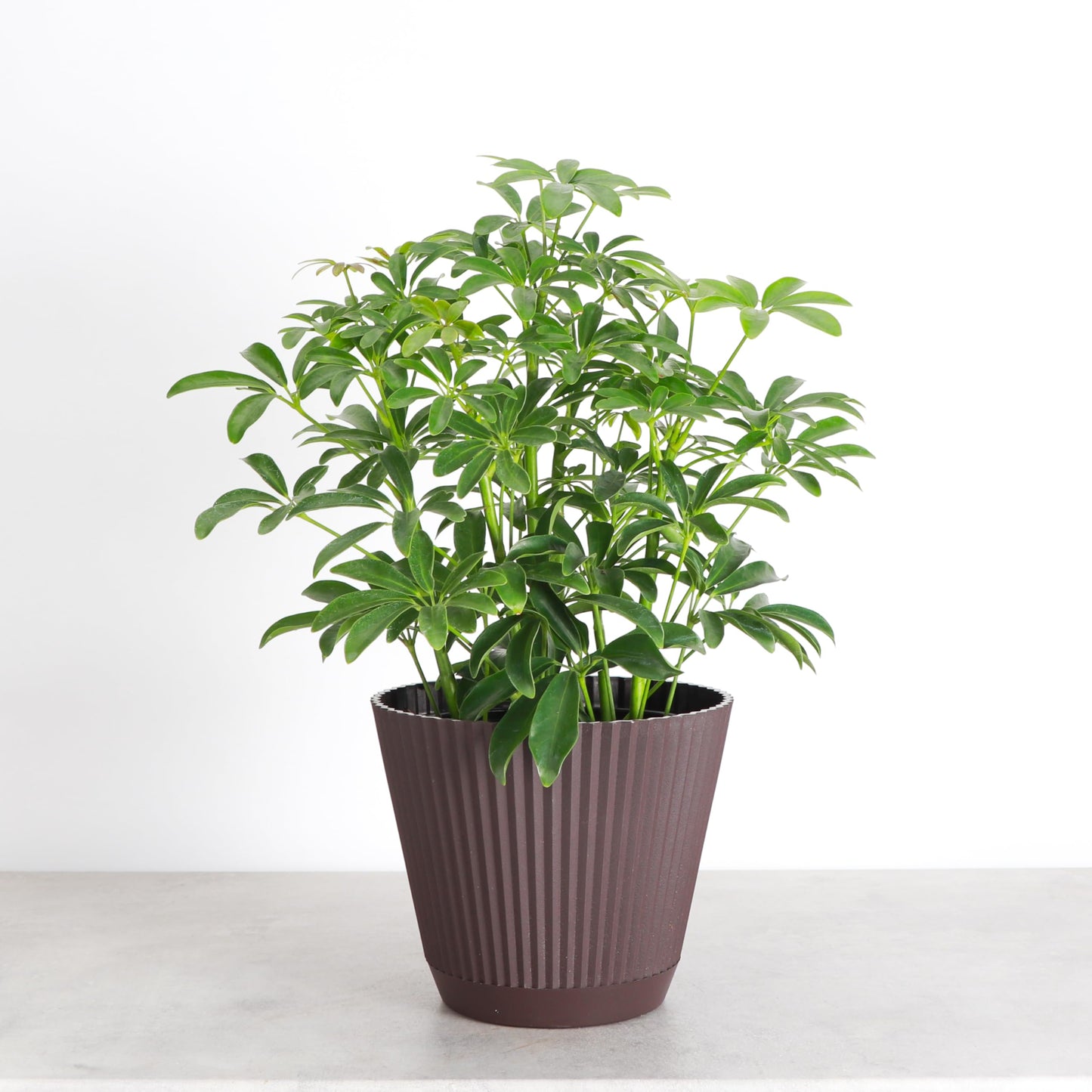 Thorsen's Greenhouse Live Arboricola Umbrella Tree Plant, Schefflera Arboricola, Natural Air Purifier, Easy to Grow, Live Indoor Houseplant, 6-inch Diameter (Chocolate (6" Pot))