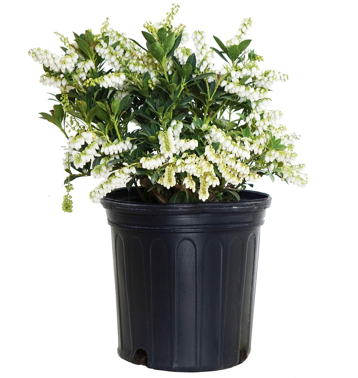 Pieris jap. 'Cavatine' (Cavatine Dwarf Andromeda) Evergreen, #2 - Size Container