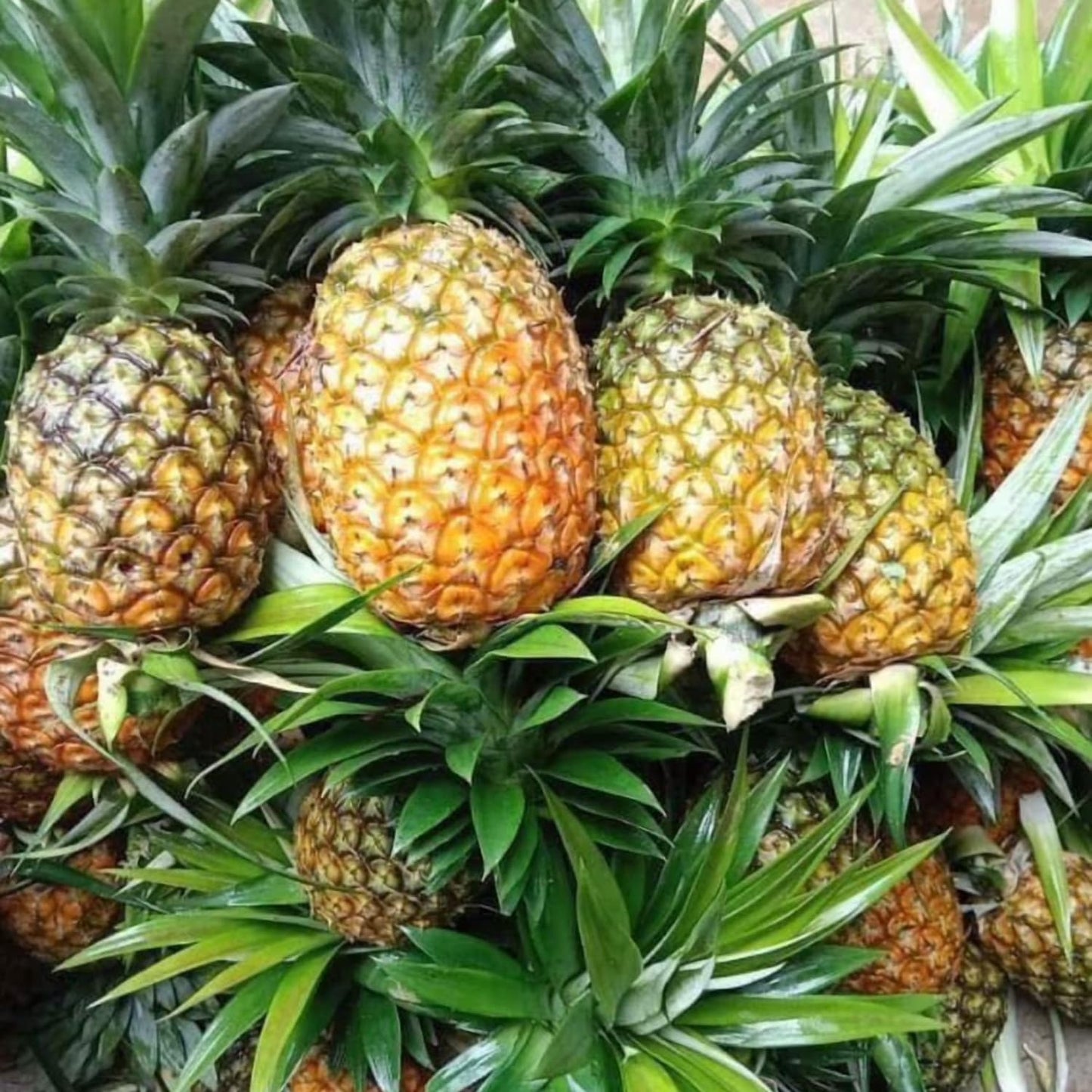 1 Sugarloaf Pineapple Plant Live for Planting, Sweet Pineapple Fruit Tree Live Plant 5 to 8 Inch Tall, Pineapple Starter Plants